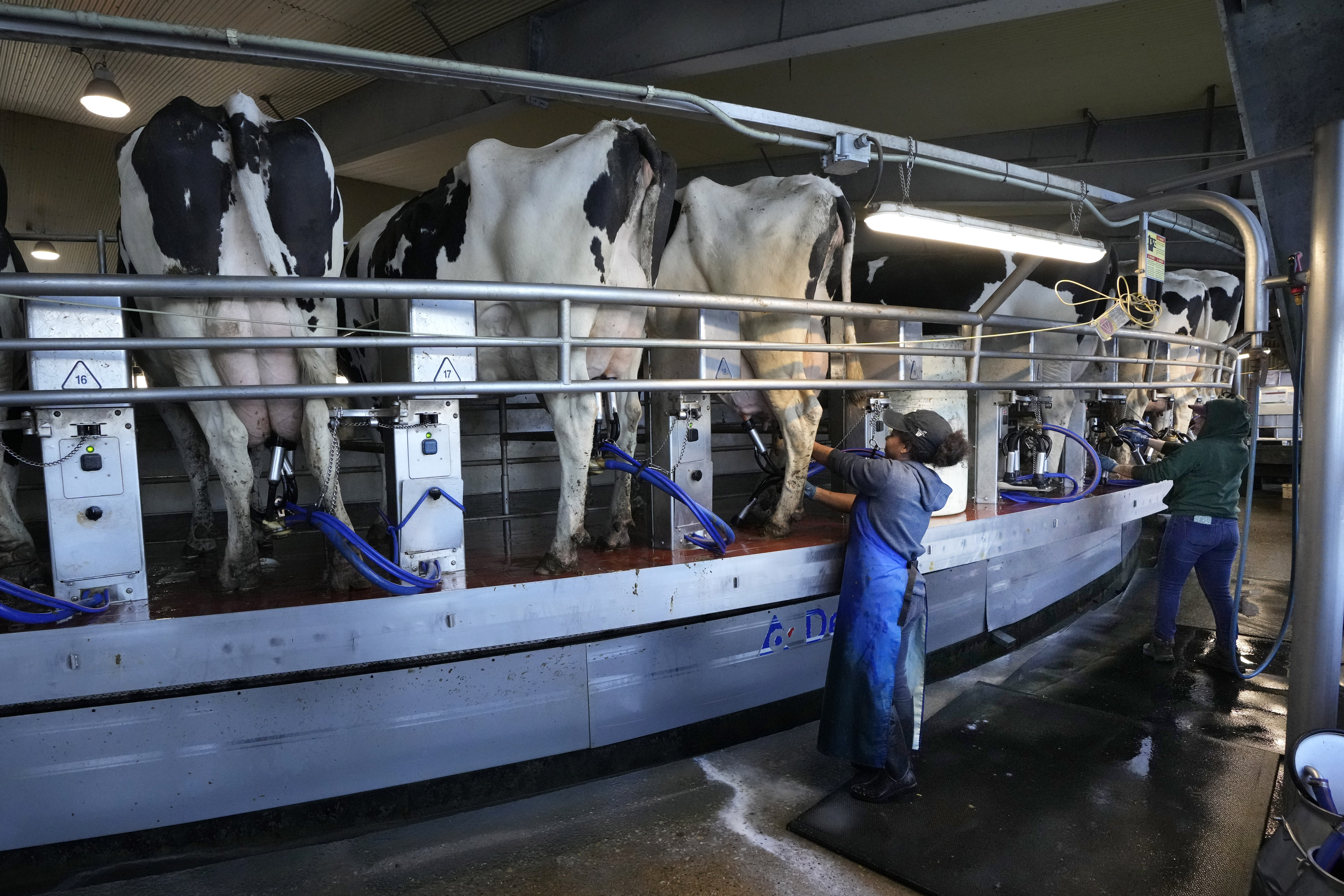 Workers tend to cows in the milking parlor at the Flood Brothers Farm.<br />(Robert F. Bukaty / AP Photo)