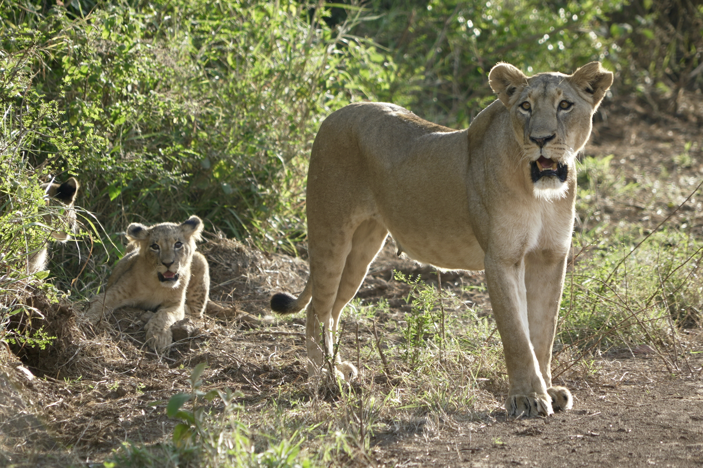 A lioness roams with her cub inside Nairobi National Park, on the outskirts of Nairobi, Kenya, on Nov. 6, 2024.<br />(Nina Schwendemann / AP Photo)