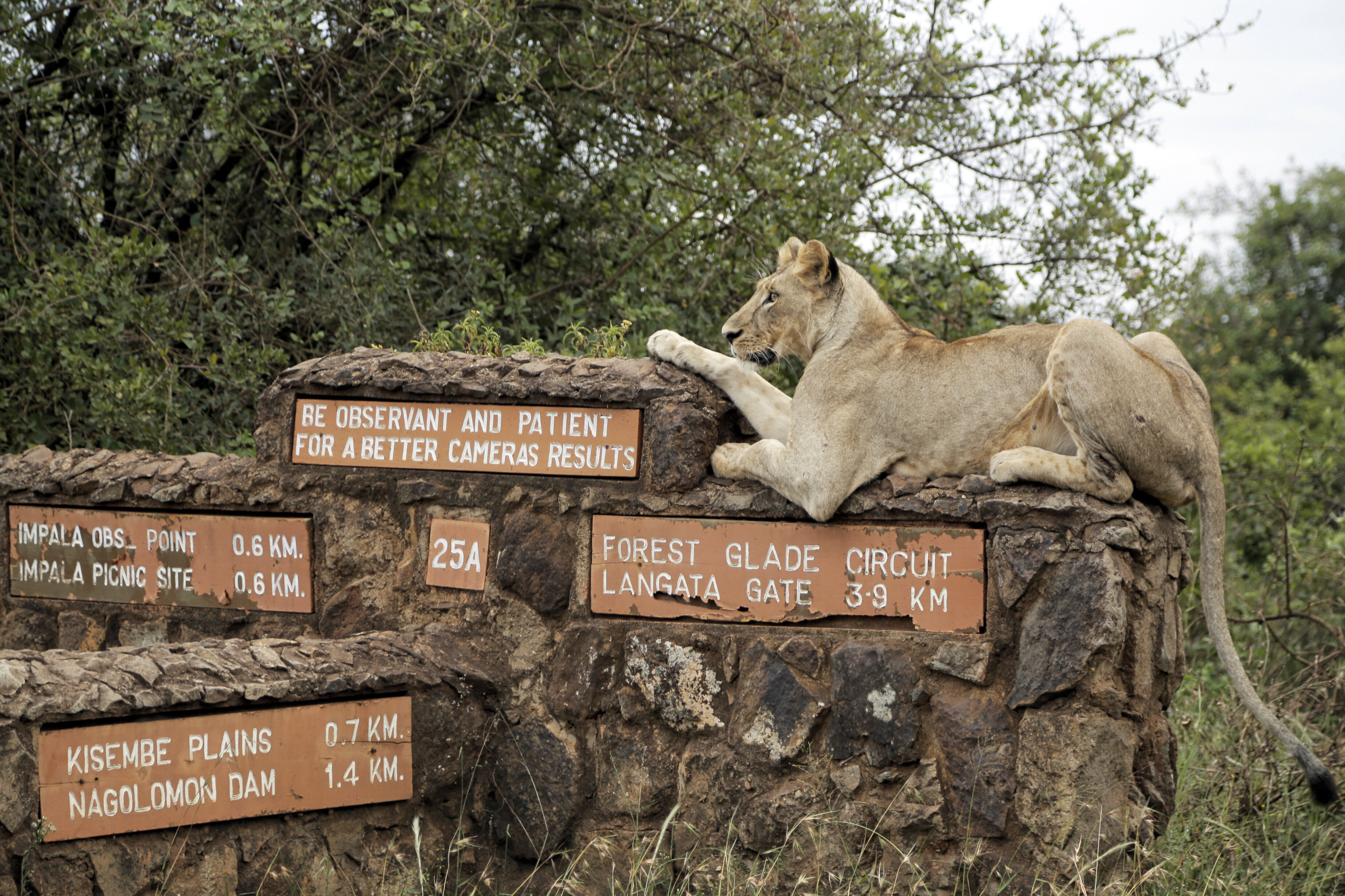 A lioness rests on top of a sign inside Nairobi National Park, where lions are known to roam, on the outskirts of Nairobi, Kenya, on Jan. 10, 2019.<br />(Laila Kazziha / AP Photo)