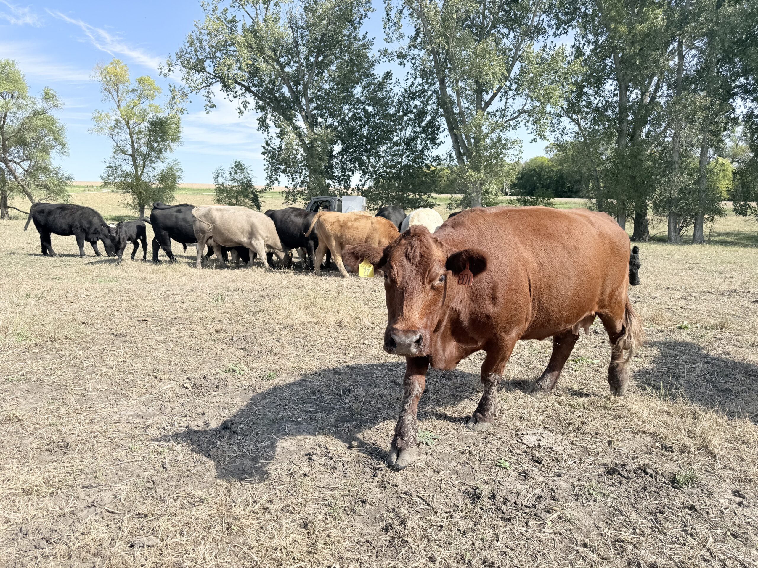 Cattle grazing on the Fass Farms property just outside the city limits of Syracuse, Nebraska. Nebraska Gov. Jim Pillen said his team is “working our tails off” to “make lemonade” out of the sour announcement that the Lexington Tyson Foods plant is to close in January.<br />(Cindy Gonzalez / Nebraska Examiner)