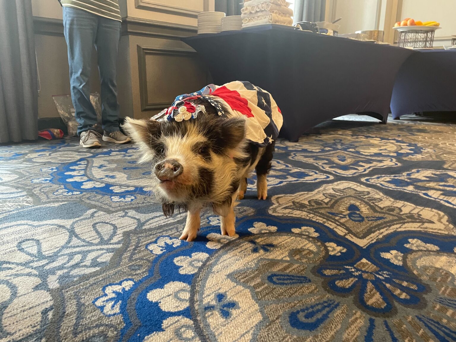 A potbelly pig, named Poppy, pictured Wednesday at a press conference opposing earmarks.<br />(Lia Chien / States Newsroom)