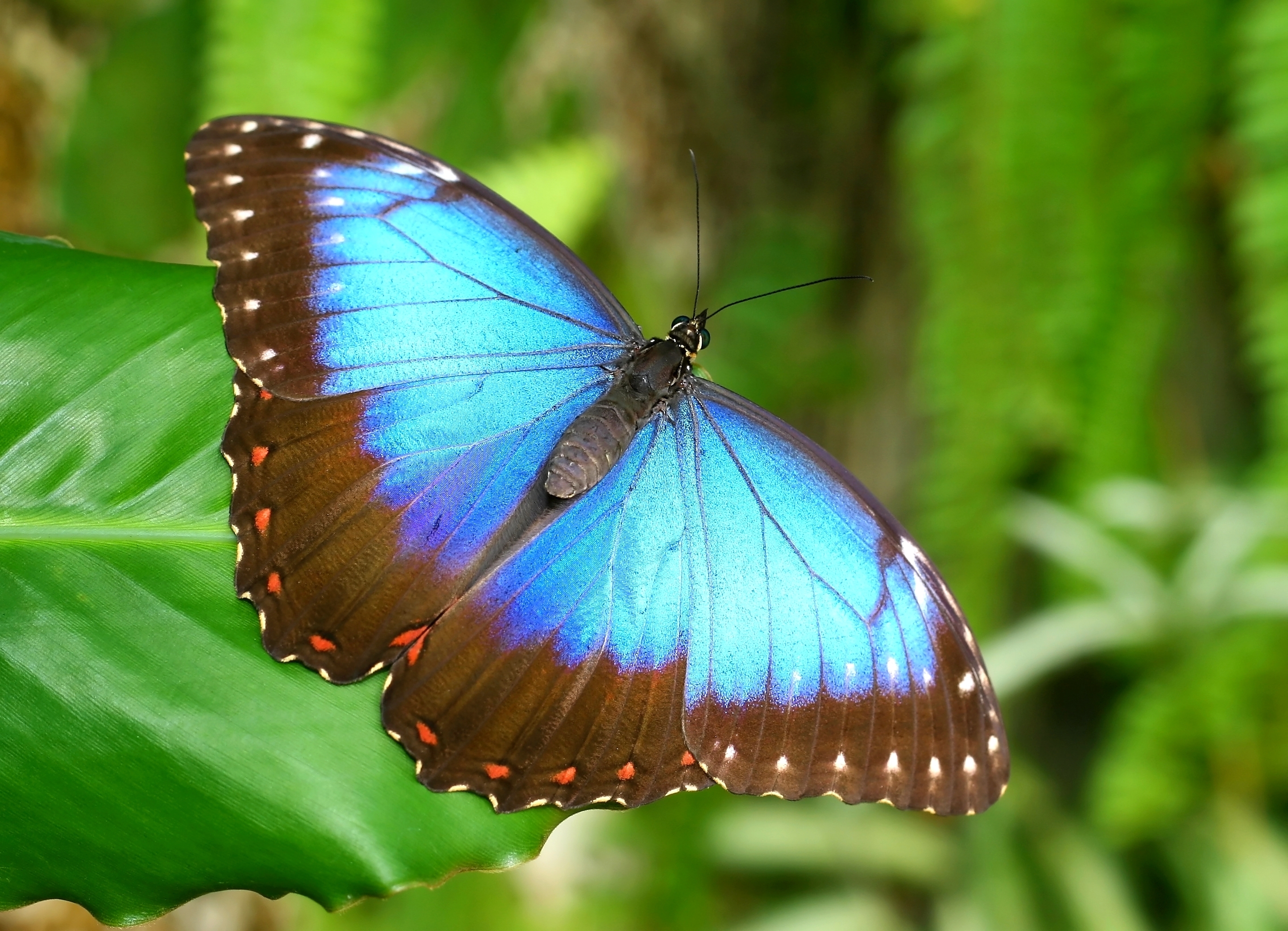 The Menelaus blue butterfly. (Shutterstock)