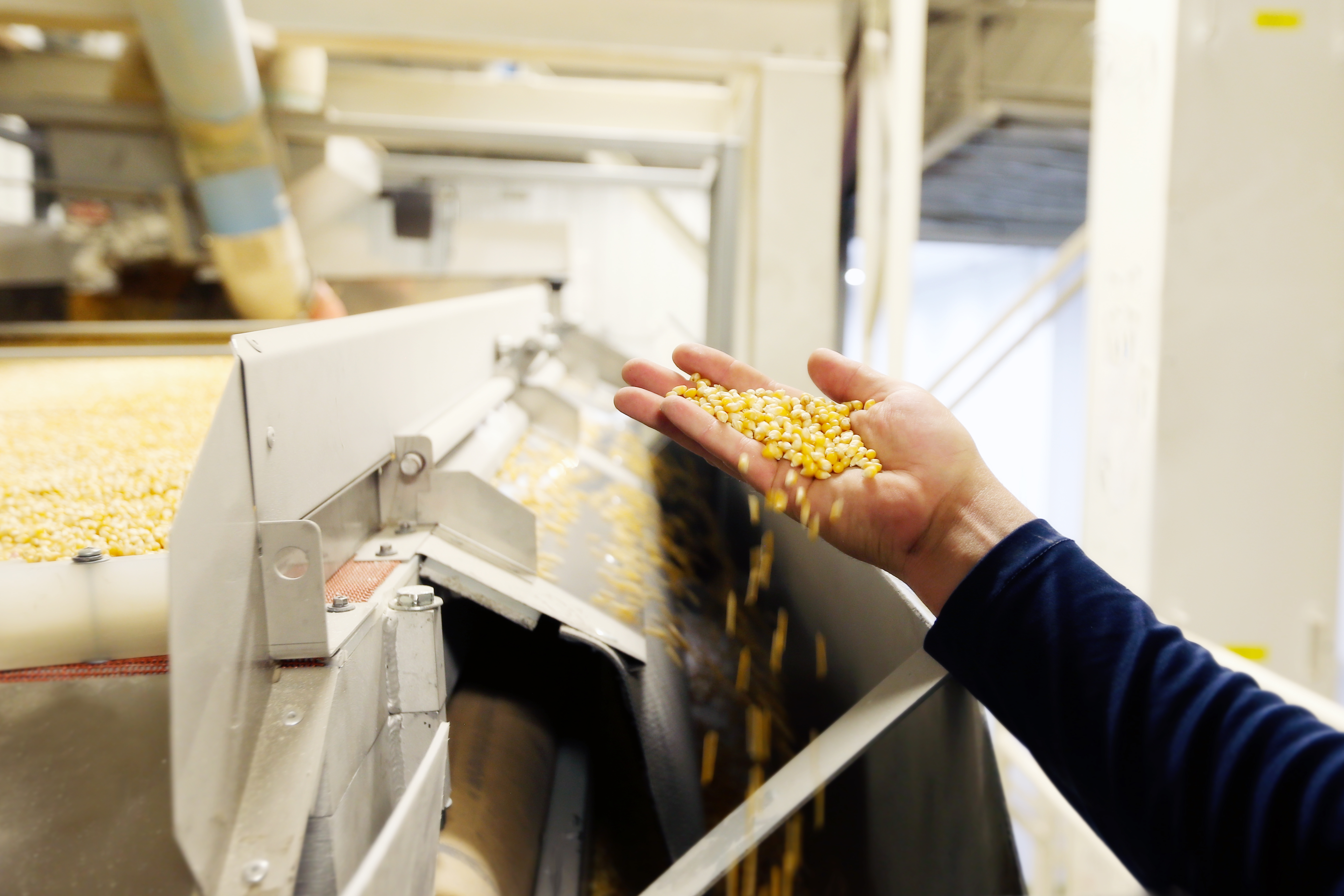 Zangger popcorn seeds fall through the hand of employee Jesse Small at the business’s North Loup facility. Zangger seeds have gone to more than 40 countries over the decades.<br />(Troy Brodsky / iNk Photography / Flatwater Free Press)