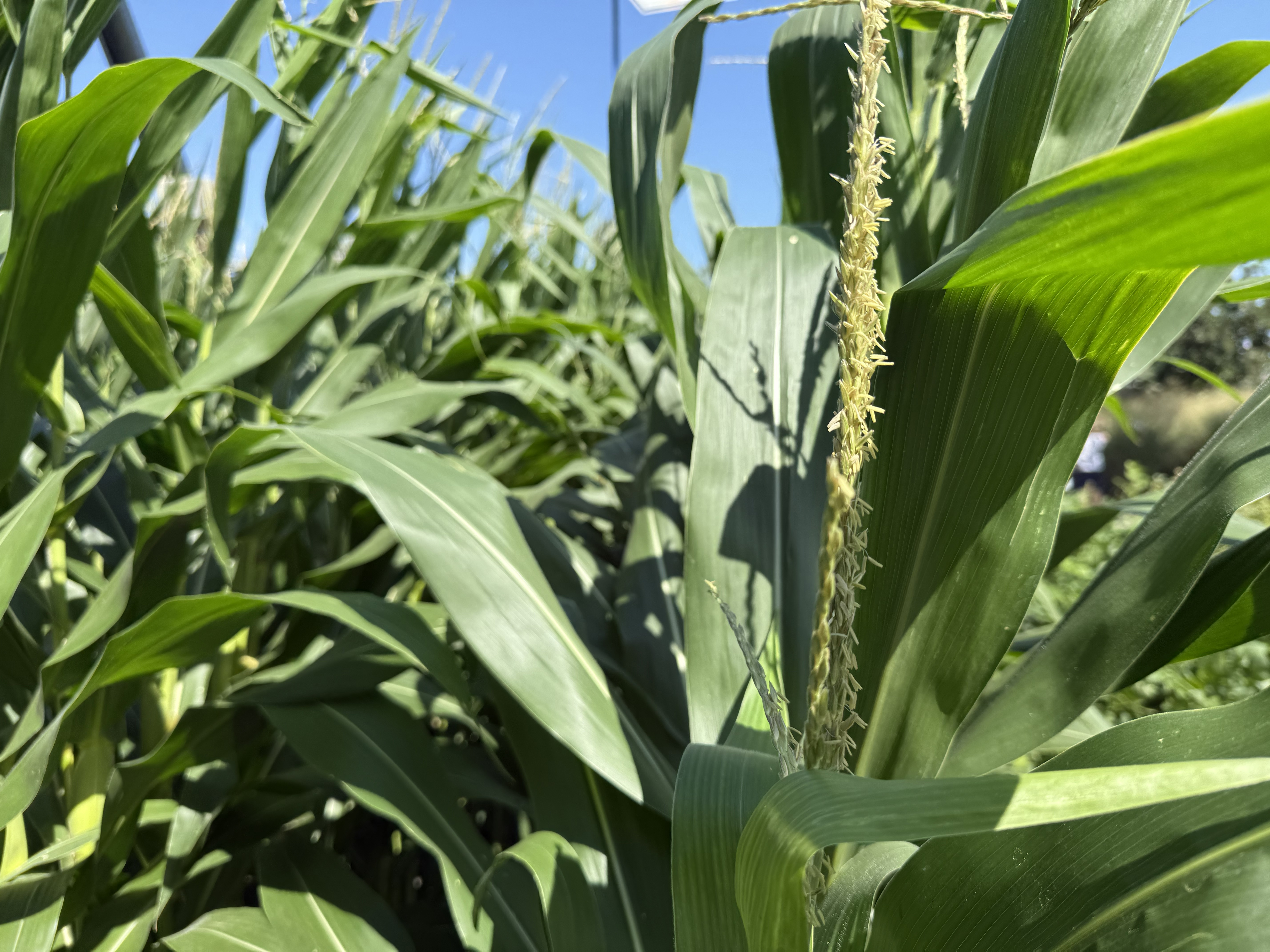 In the detasseling process, crews manually remove seed corn tassels, like the one seen here on a display plot at the Nebraska State Fairgrounds in Grand Island on Aug. 23, to prevent the plants from pollinating themselves.<br />(Nick Loomis / The Midwest Newsroom)
