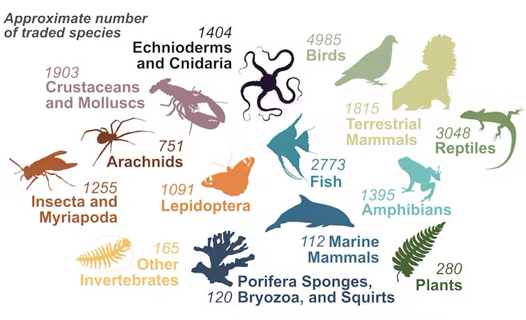 How many species are legally traded worldwide?<br />(Benjamin Marshal / The Conversation)