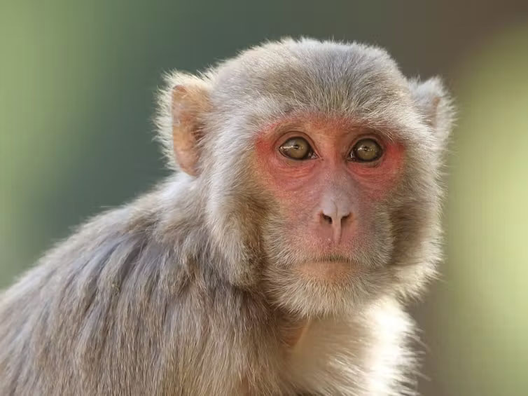 Macaques, used in medical research, are the most-traded primates globally, according to an analysis of U.S. Fish and Wildlife data.<br />(Davidvraju / The Conversation)