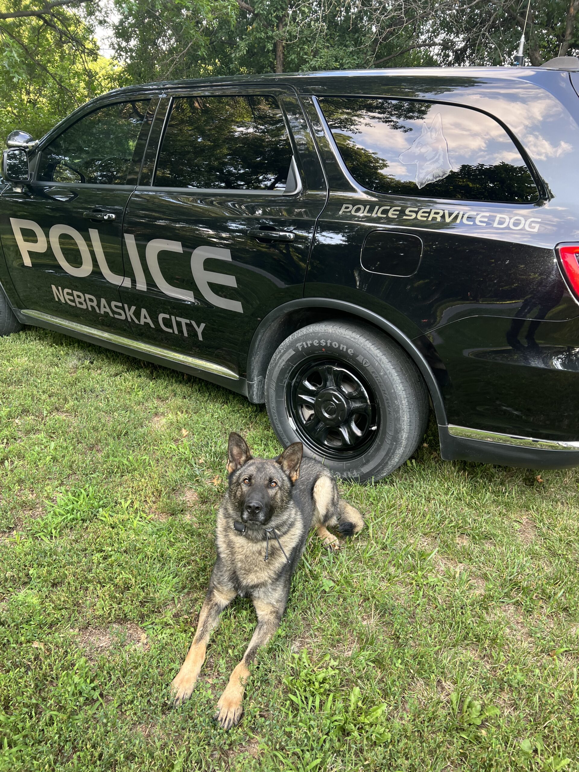 Nebraska City Police Department active duty K-9 Alex sits in front of a city police cruiser. K-9 Alex served with Sgt. Christopher Richardson as of April 2024.<br />(Courtesy of Sgt. Christopher Richardson)