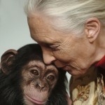 Primatologist Jane Goodall kisses Pola, a 14-months-old chimpanzee baby from the Budapest Zoo, that she symbolically adopted in Budapest, Hungary, on Dec. 20, 2004. 
(Bela Szandelszky / AP Photo)