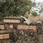 A lioness rests on top of a sign inside Nairobi National Park, where lions are known to roam, on the outskirts of Nairobi, Kenya, on Jan. 10, 2019. 
(Laila Kazziha / AP Photo)