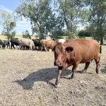 Cattle grazing on the Fass Farms property just outside the city limits of Syracuse, Nebraska. Nebraska Gov. Jim Pillen said his team is “working our tails off” to “make lemonade” out of the sour announcement that the Lexington Tyson Foods plant is to close in January.
(Cindy Gonzalez / Nebraska Examiner)