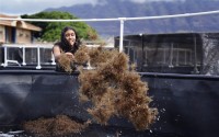 Waiʻanae High School senior Diamond Holbron Kealoha spreads limu in a freshly-cleaned tank, which will play host to the algae as it grows, to eventually feed the community. 
(Kevin Fujii / Civil Beat)
