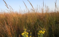 A prairie in spring brings a diversity of grasses and flowering plants. (Gwyneth Roberts / Lincoln Journal Star via AP Photo)