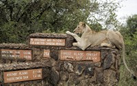 A lioness rests on top of a sign inside Nairobi National Park, where lions are known to roam, on the outskirts of Nairobi, Kenya, on Jan. 10, 2019. 
(Laila Kazziha / AP Photo)