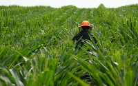 An employee of Ailes Detasseling walks through a seed corn field near Utica, Nebraska, in 2024. Detasseling is seen as a rite of passage for Midwest teenagers, but in recent years, more of the detasseling is performed by workers with H-2A visas. 
(Ailes Detasseling / Courtesy Photo)
