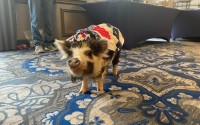  A potbelly pig, named Poppy, pictured Wednesday at a press conference opposing earmarks. 
(Lia Chien / States Newsroom)