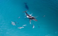 Aerial view of a humpback whale surrounded by a pod of dolphins in crystal clear blue ocean waters.
(Shutterstock)