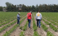 Zangger Popcorn Hybrids employees (from left) Dianne Vancura, Jocelyn Hinrich and Alvaro Nevada Cecetka conduct a population count in one of the company’s research plots in North Loup. 
(Troy Brodsky / iNk Photography / Flatwater Free Press)
