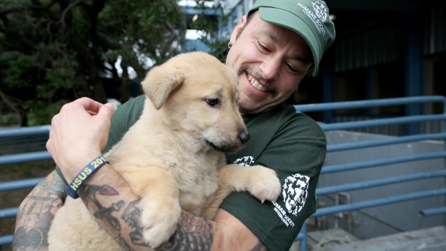 In this image released on Thursday, March 19, 2015, 57 dogs rescued by Humane Society International and Change for Animals Foundation from a dog meat farm in Hongseong, South Korea, arrive in San Francisco.
(Sammy Dallal / AP Images for Humane Society International)