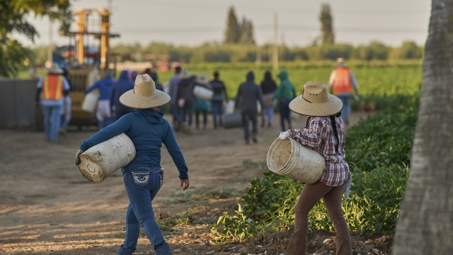 Migrant farmworkers head to pick crops on an early morning in Fresno, Calif., on July 18, 2025.
(Damian Dovarganes / AP Photo)