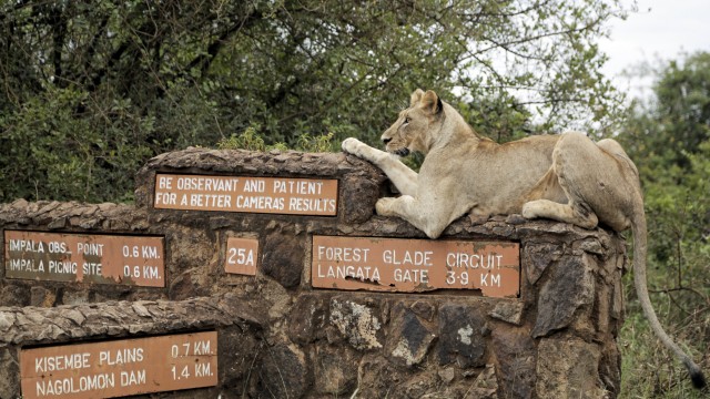 A lioness rests on top of a sign inside Nairobi National Park, where lions are known to roam, on the outskirts of Nairobi, Kenya, on Jan. 10, 2019. 
(Laila Kazziha / AP Photo)