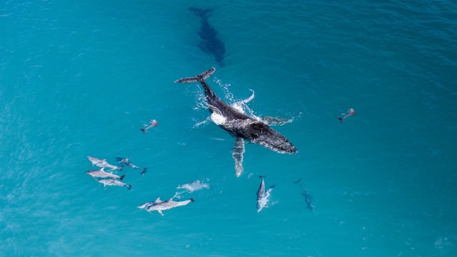 Aerial view of a humpback whale surrounded by a pod of dolphins in crystal clear blue ocean waters.
(Shutterstock)