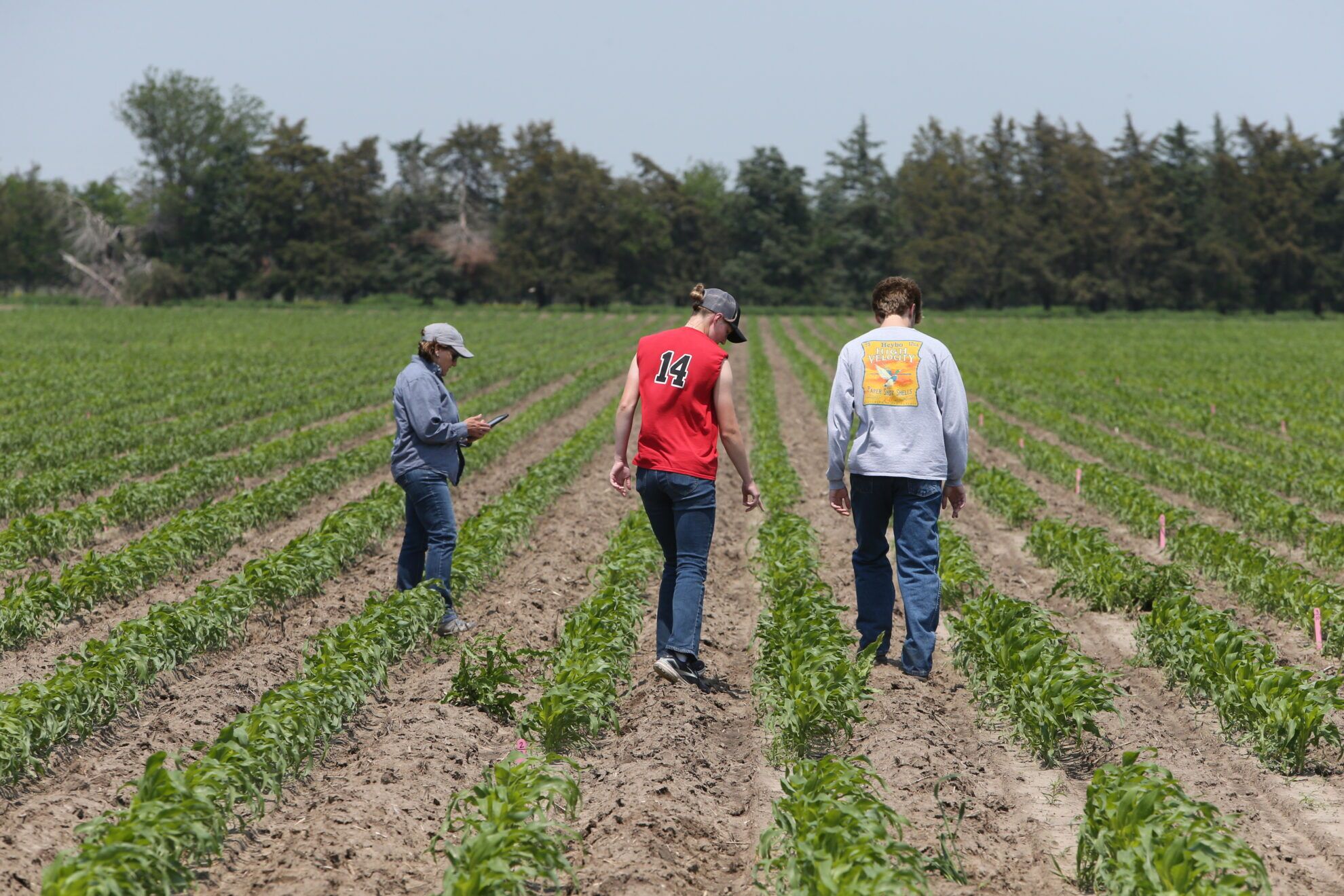 Zangger Popcorn Hybrids employees (from left) Dianne Vancura, Jocelyn Hinrich and Alvaro Nevada Cecetka conduct a population count in one of the company’s research plots in North Loup.<br />(Troy Brodsky / iNk Photography / Flatwater Free Press)