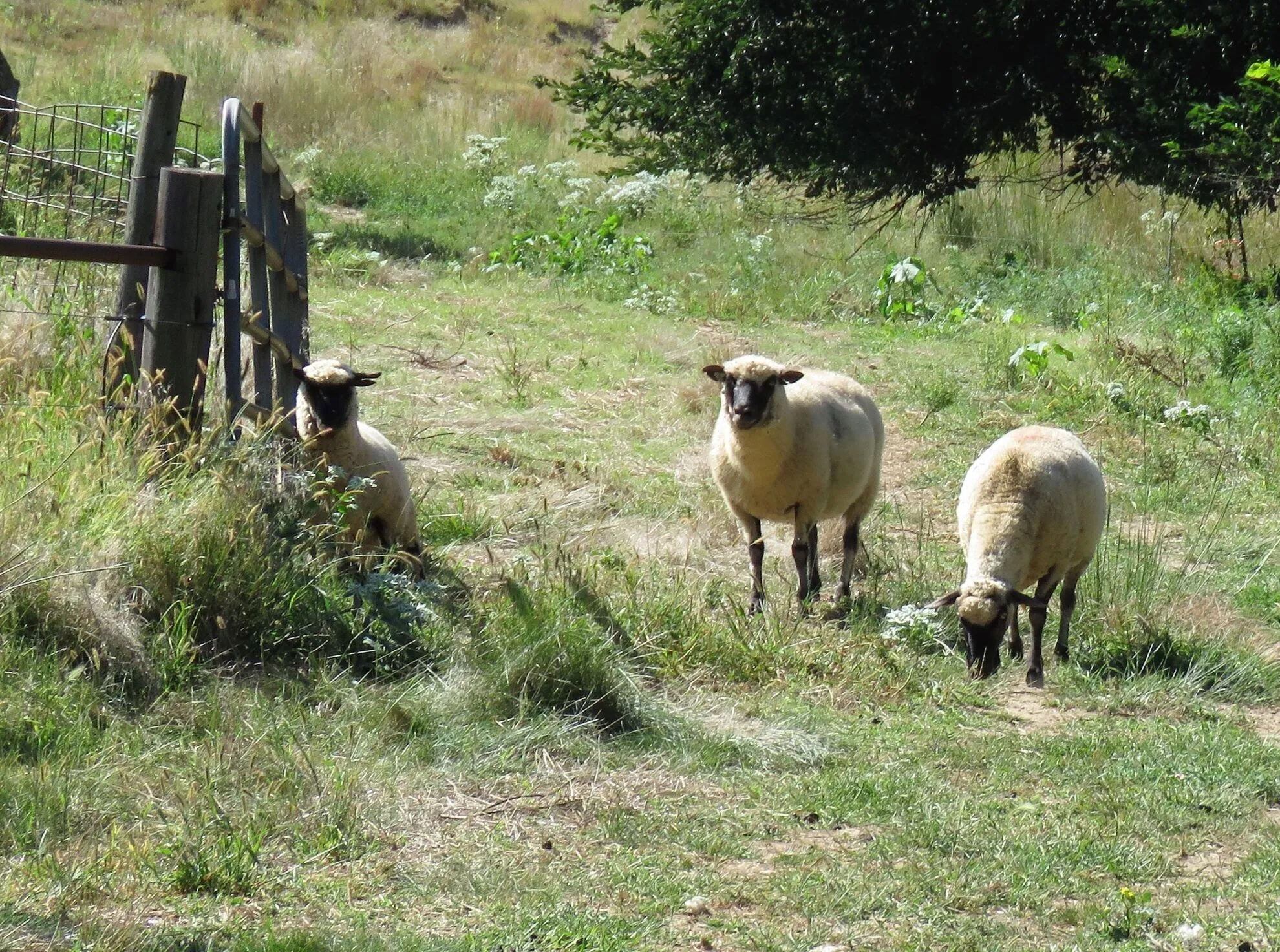 Like sheep on most Nebraska farms and ranches, the Kestrel Ridge Ranch Shropshires are bred for meat, not production of fine wool valued for yarns and fabrics. That means most shorn wool has little value and often is burned, buried or sent to landfills.<br />(Lori Potter / Flatwater Free Press)