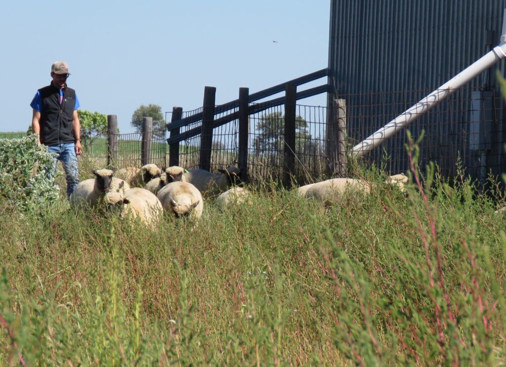 Tom Murphy herds some of his sheep on a pasture hill near a corral and sheep shed. The Elkhorn native didn’t work with sheep until college, and now is a research geneticist specializing in sheep at Clay Center’s USDA Meat Animal Research Center.<br />(Lori Potter / Flatwater Free Press)