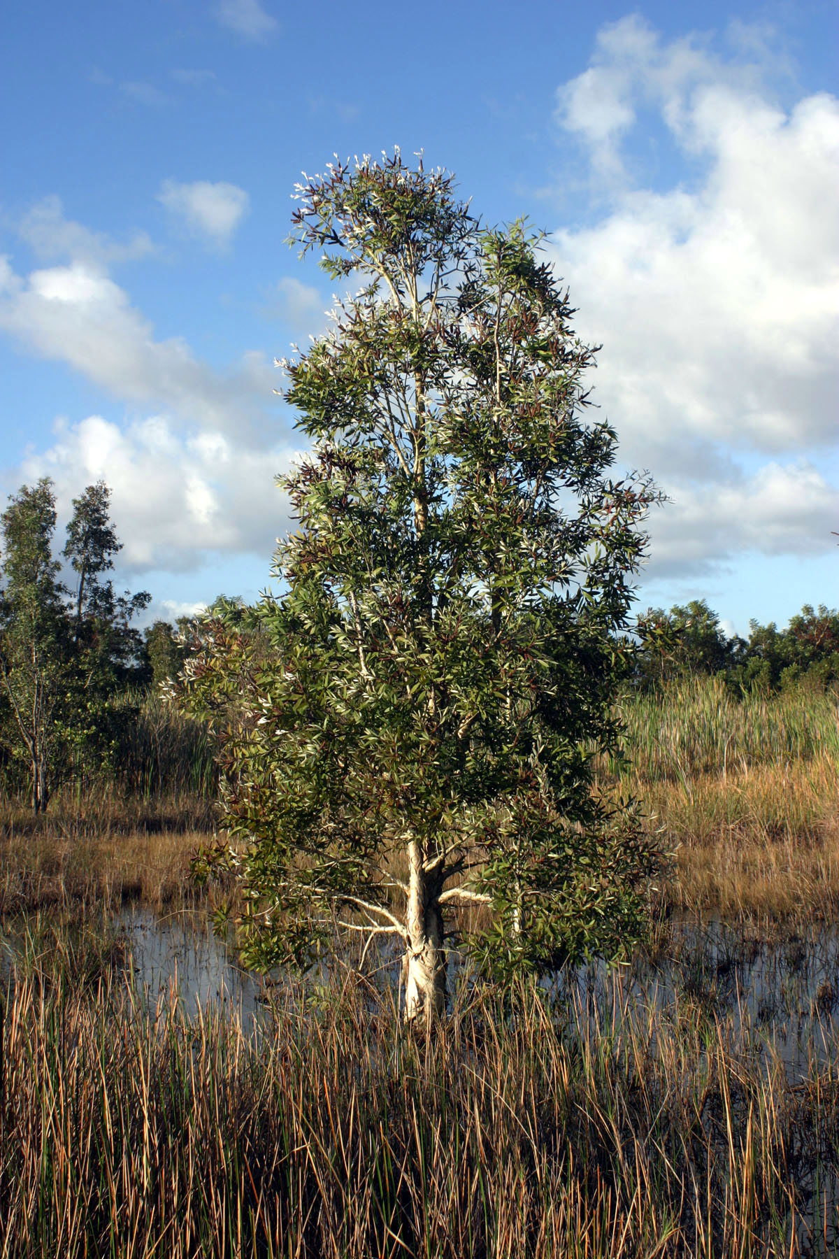 A melaleuca tree is shown in Florida. There were introduced to help draw out water from the Everglades in populated areas. It was a very costly mistake: the wide-scale introduction of the fast-spreading and hardy tree from Australia that crowds out native trees and plants.<br /> (USDA Agricultural Research Service / Invasive Plant Lab, via The Miami Herald / AP Photo)