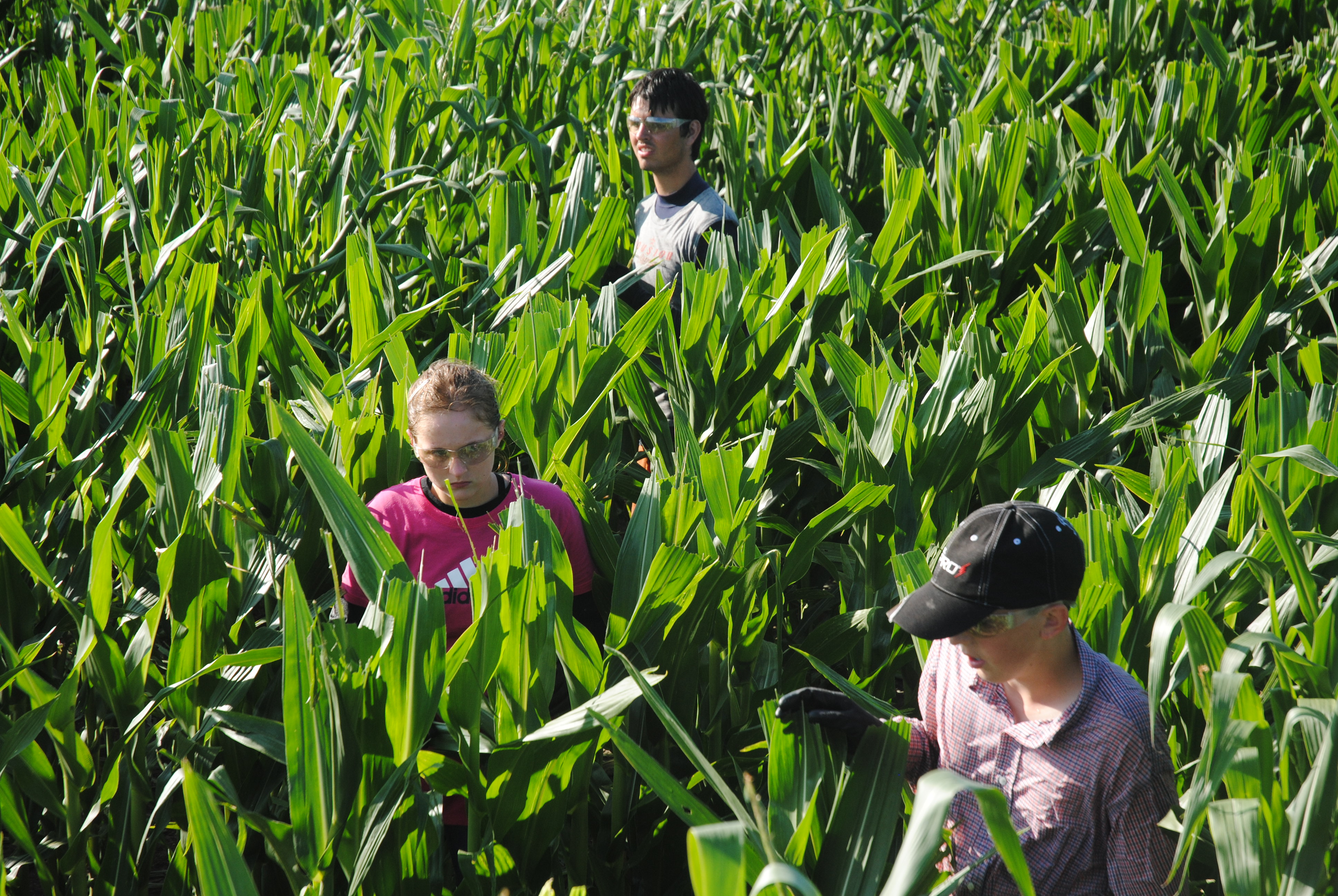 Children walk the rows of a corn field near Dorchester, Neb., removing tassels along the way.<br />(Luke Nichols / Beatrice Daily Sun via AP)