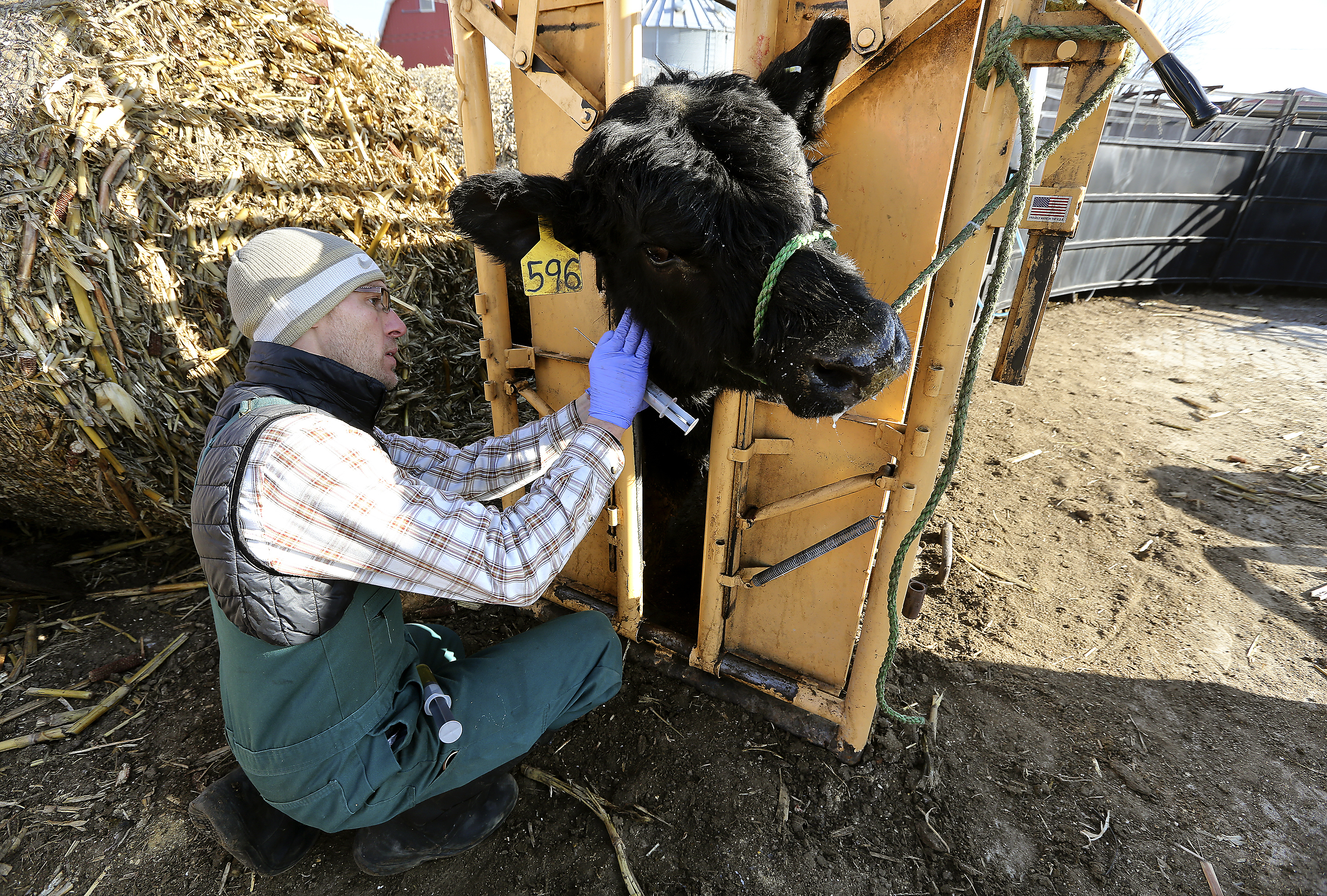 Thursday, Dec. 14, 2017, Dr. Tim Sprank with Tri-Vet Associates cares for a beef cow on the Dave Lansing farm located near Farley, Iowa some regions in the tri-states are experiencing a shortage of providers, primarily among those who deal with large animals.<br />(Dave Kettering / Telegraph Herald via AP)