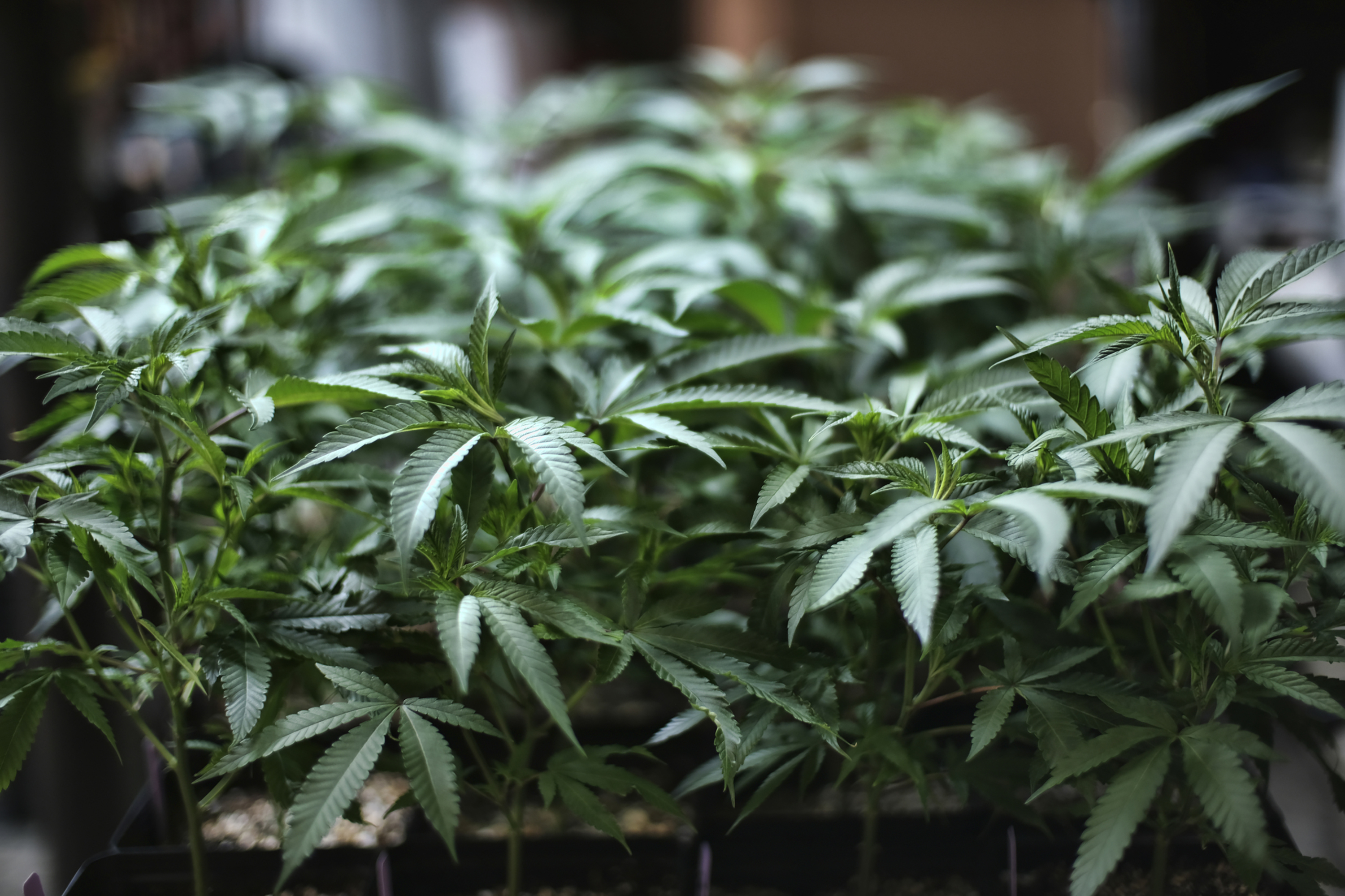 Marijuana grows at an indoor cannabis farm in Gardena, Calif. (Richard Vogel / AP Photo)