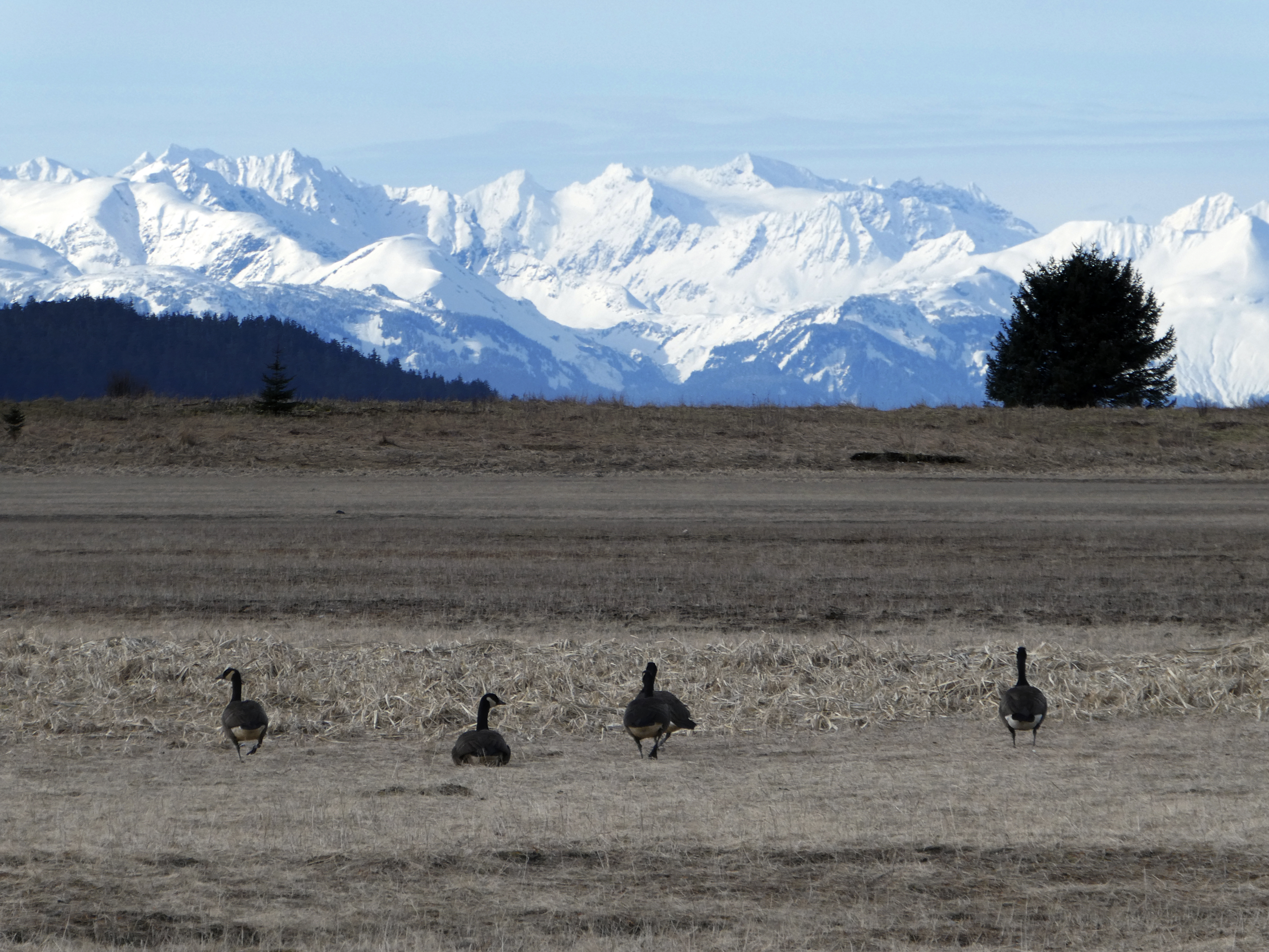 Geese explore the flats near the Eagle Beach State Recreation Area on Sunday, March 7, 2021, in Juneau, Alaska.<br /> (Becky Bohrer / AP Photo)