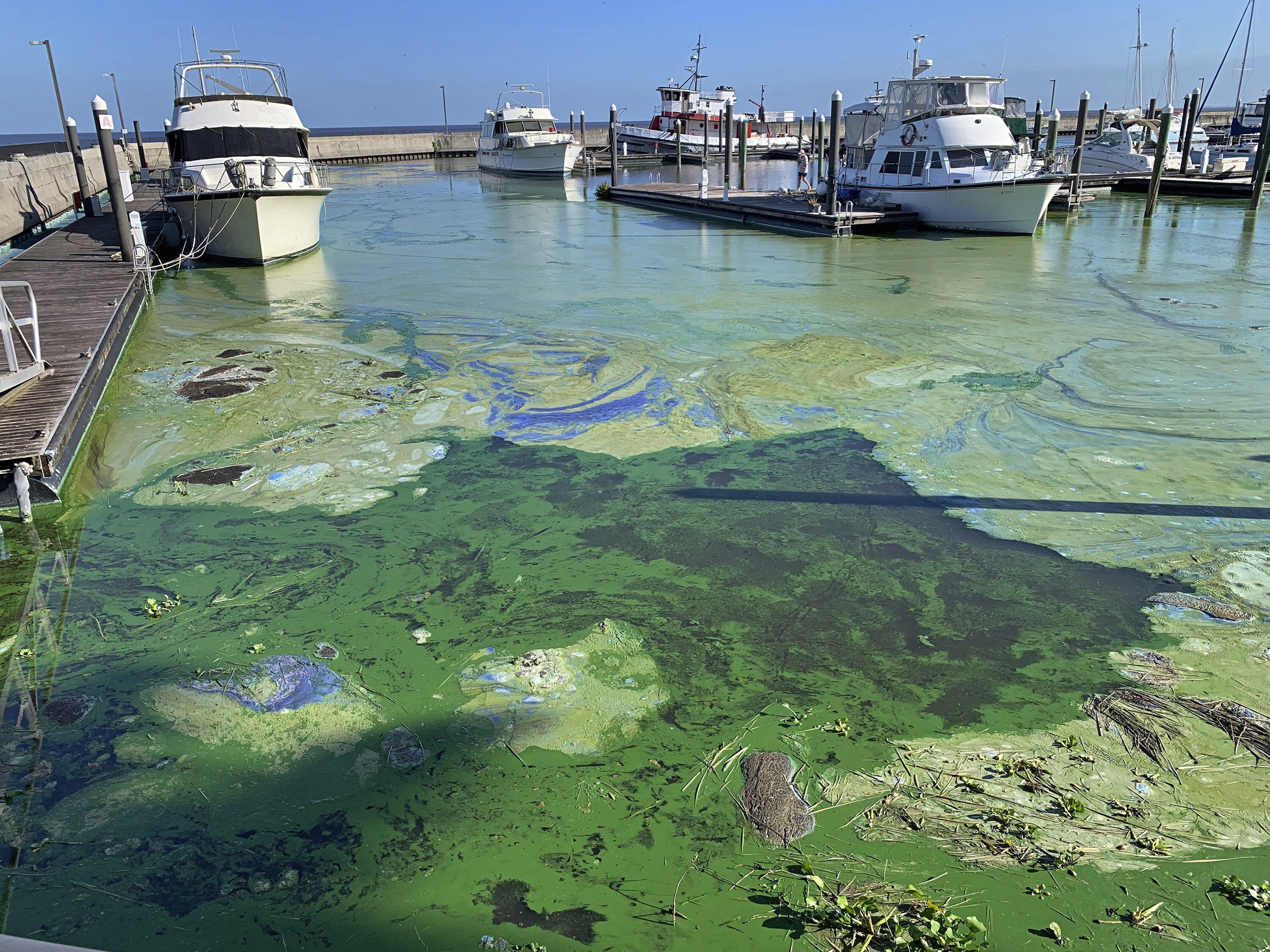 Thick blue green algae surrounds boats in the Pahokee Marina on Lake Okeechobee Wednesday, April 28, 2021, in Pahokee, Fla.<br />(Lannis Waters / The Palm Beach Post via AP)