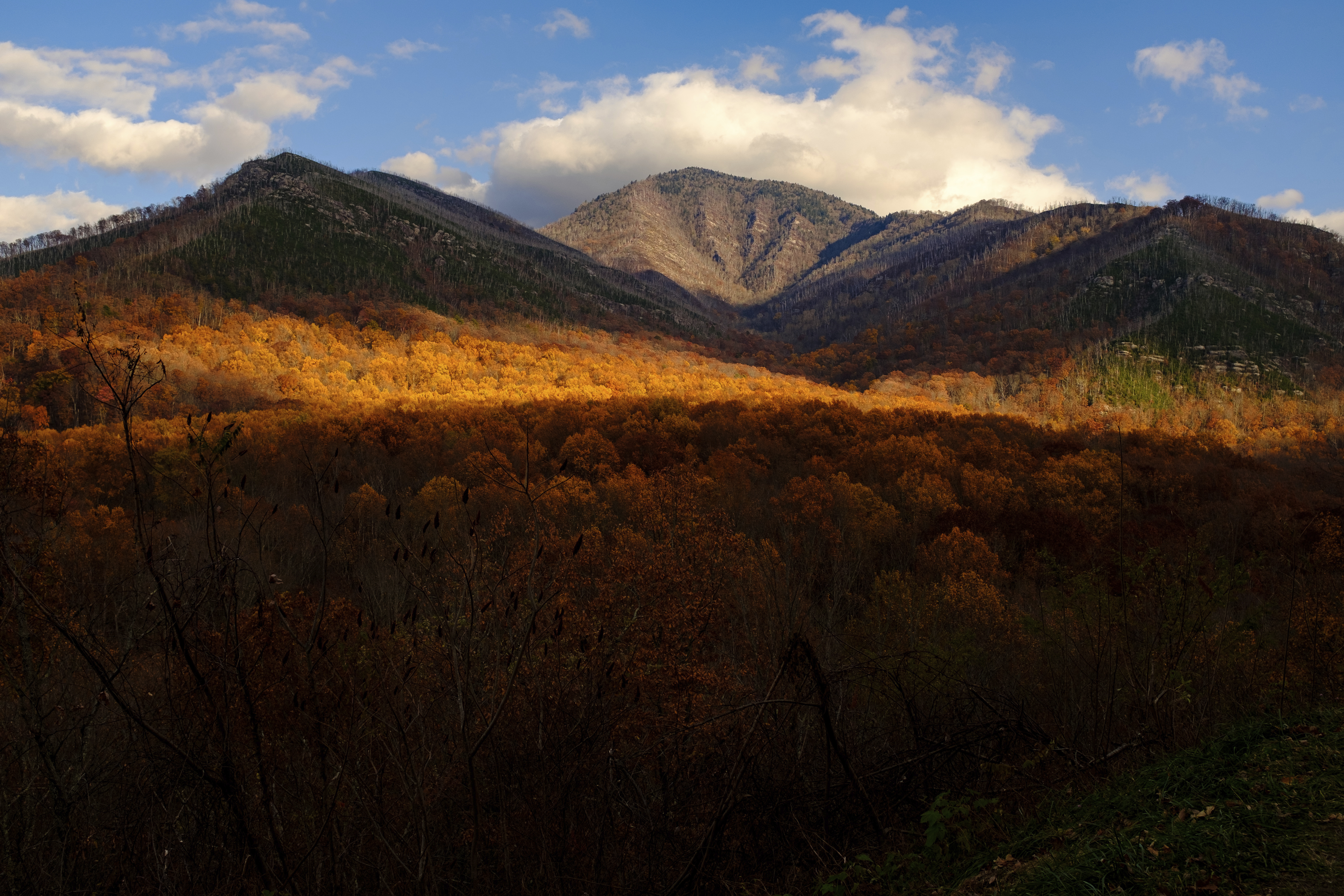 Late afternoon light streaks across golden leaves in Great Smoky Mountains National Park near Gatlinburg, Tenn. on Tuesday, Nov. 16, 2021.<br />(Ben Gray / AP Photo)