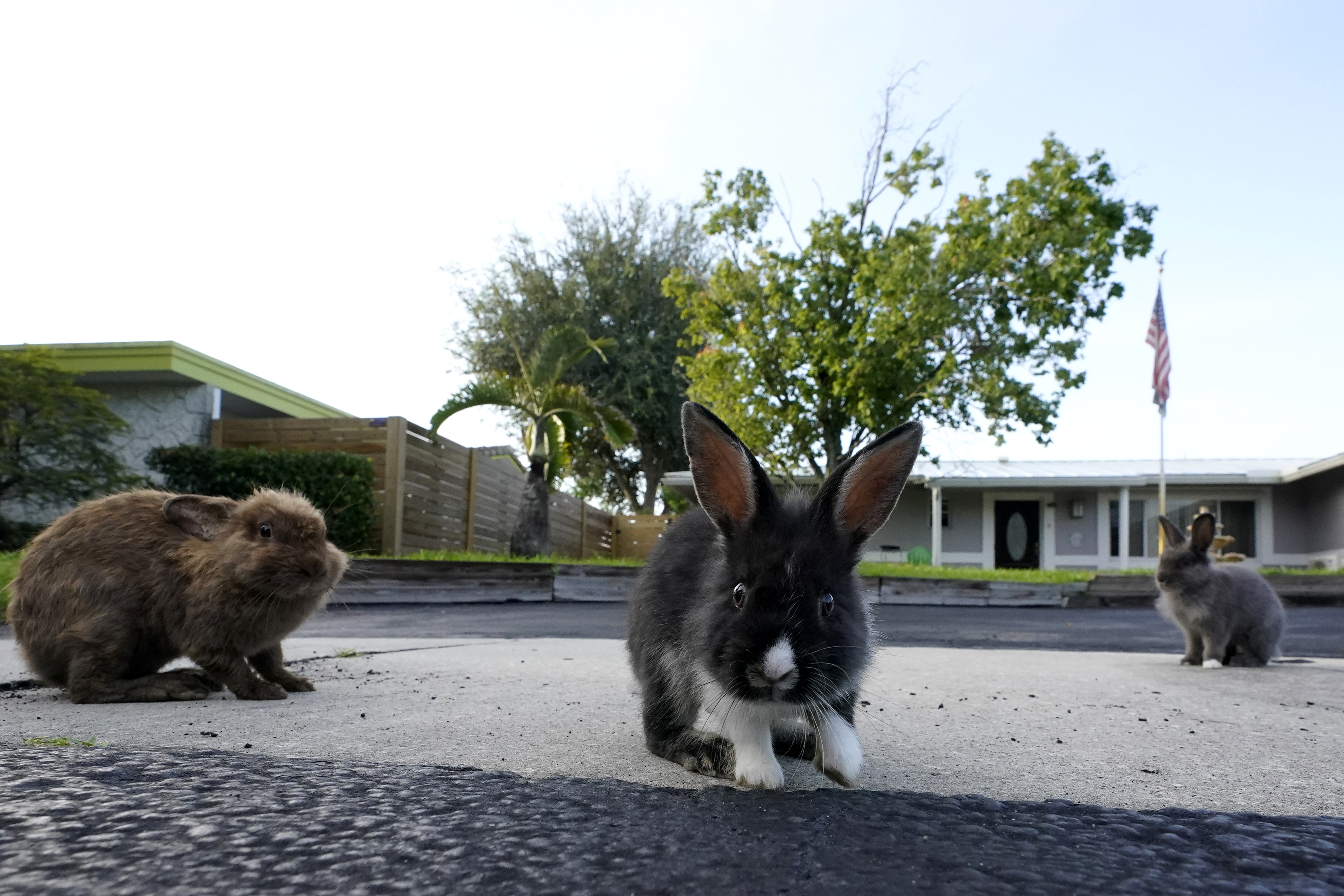 A trio of rabbits gather on a driveway, Tuesday, July 11, 2023, in Wilton Manors, Fla. The Florida neighborhood is having to deal with a growing group of domestic rabbits on its streets after a breeder illegally let hers loose. Between 60 and 100 lionhead rabbits have taken up residence in the yards of the suburban Fort Lauderdale community. (Wilfredo Lee / AP Photo)