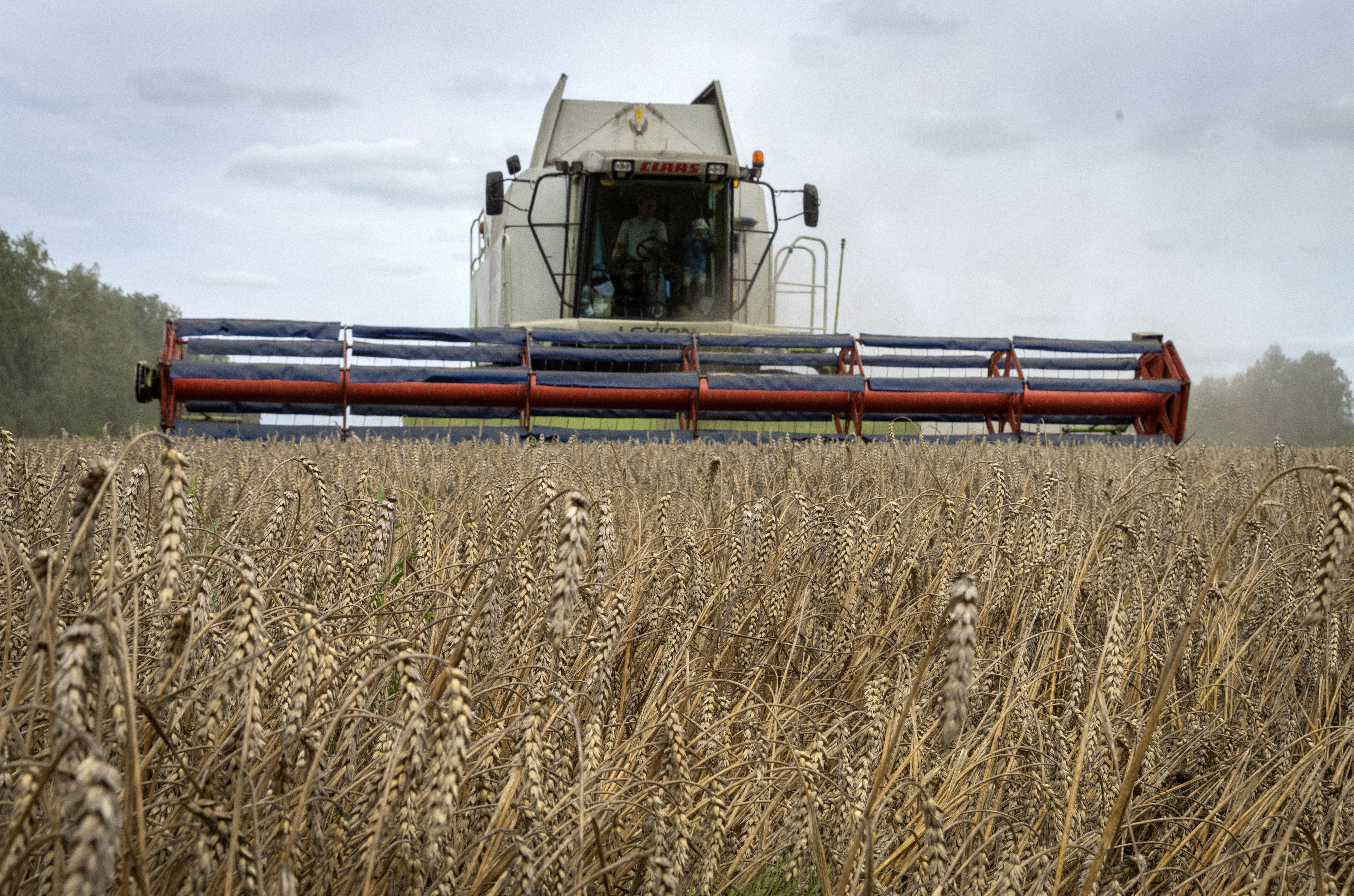 A harvester collects wheat in the village of Zghurivka, Ukraine, on Aug. 9, 2022. Russia has suspended, on Monday July 17, 2023 a wartime deal brokered by the U.N. and Turkey that was designed to move food from Ukraine to parts of the world where millions are going hungry. (Efrem Lukatsky / AP Photo)