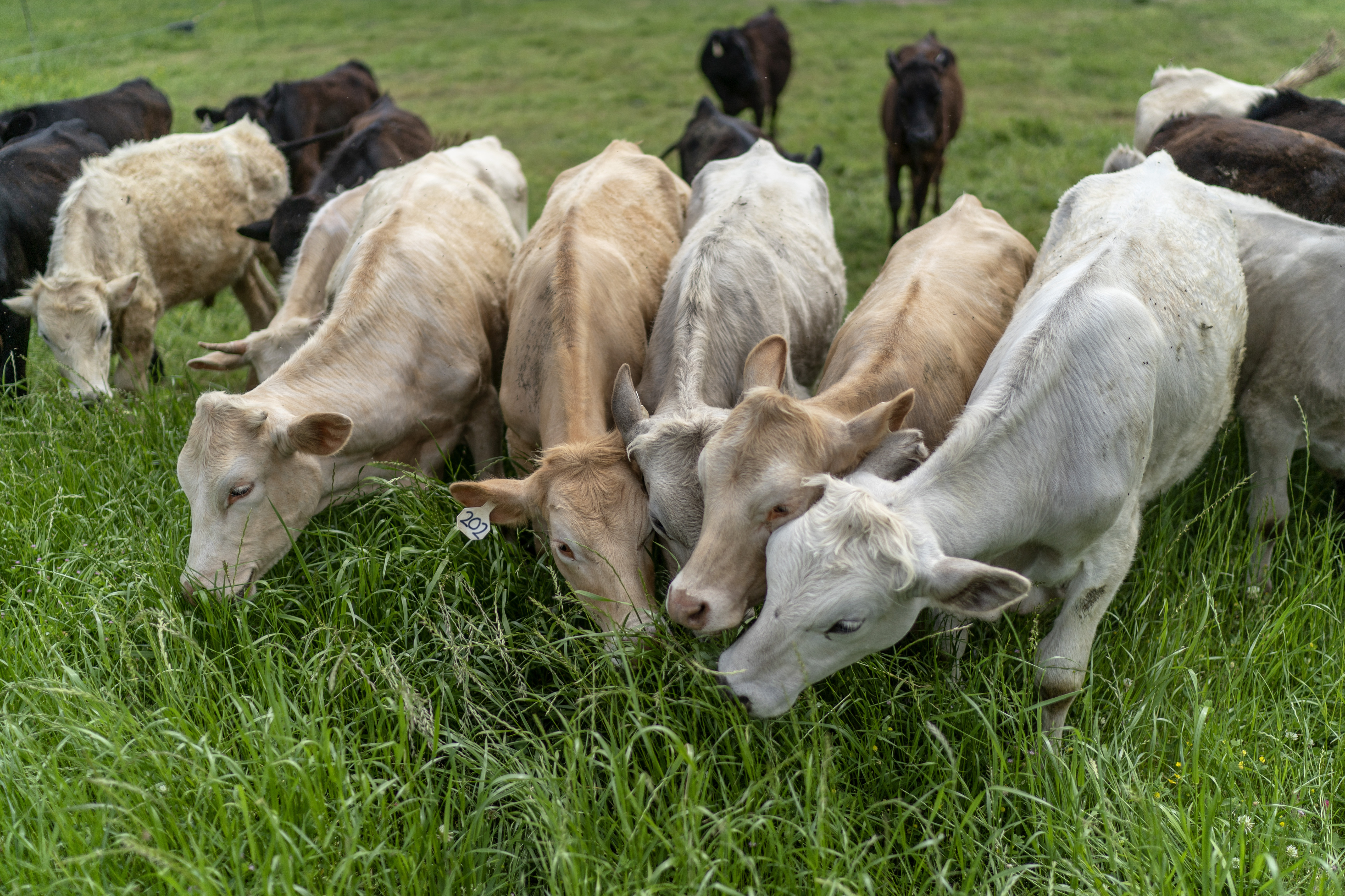 Cattle graze on tall grass in Lufkin, Texas, Tuesday, April 18, 2023.<br />(David Goldman / AP Photo)