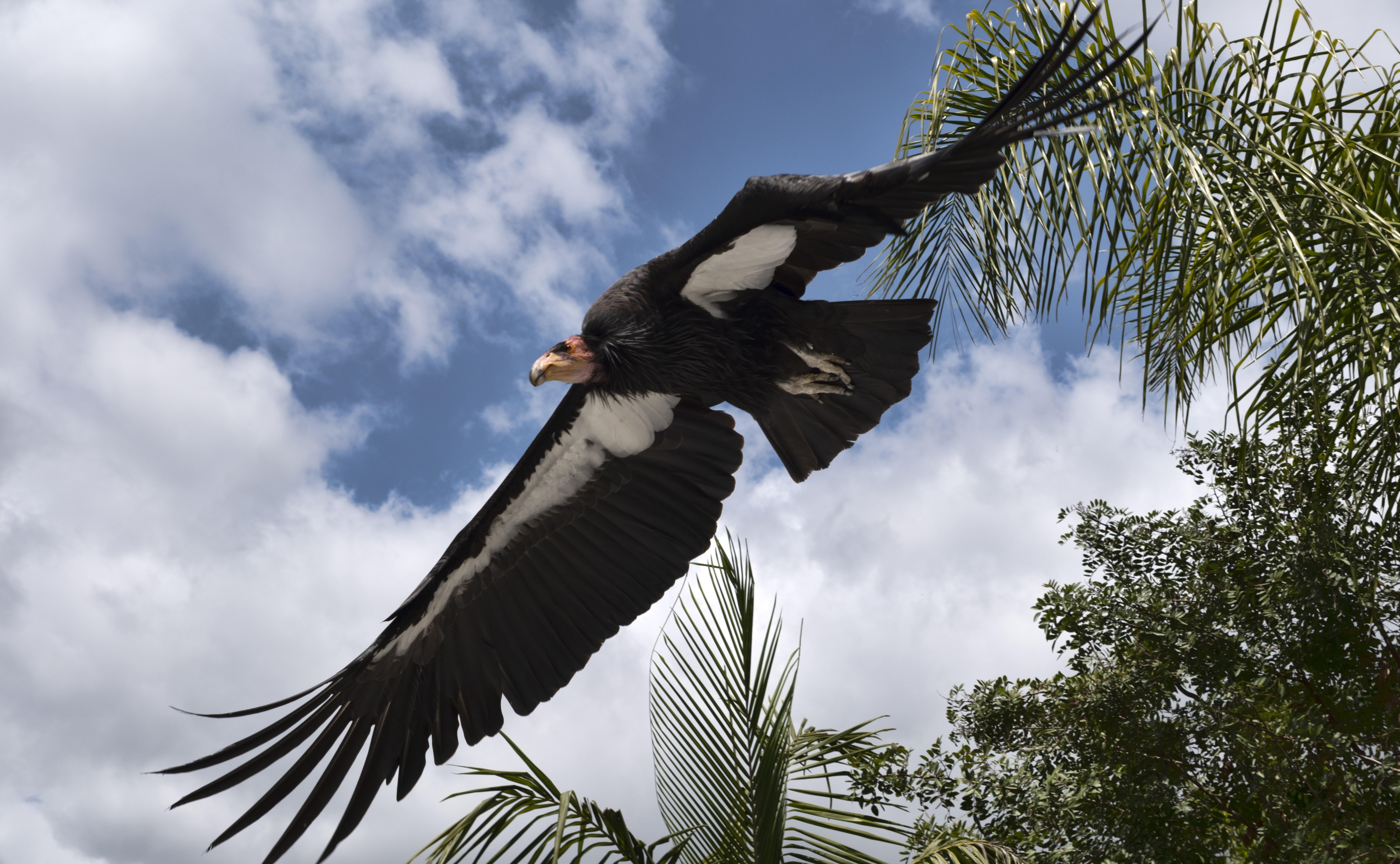 A California condor named Hope takes to flight at the Condor habitat at the Los Angeles Zoo, Tuesday, May 2, 2023.<br />(Richard Vogel / AP Photo)