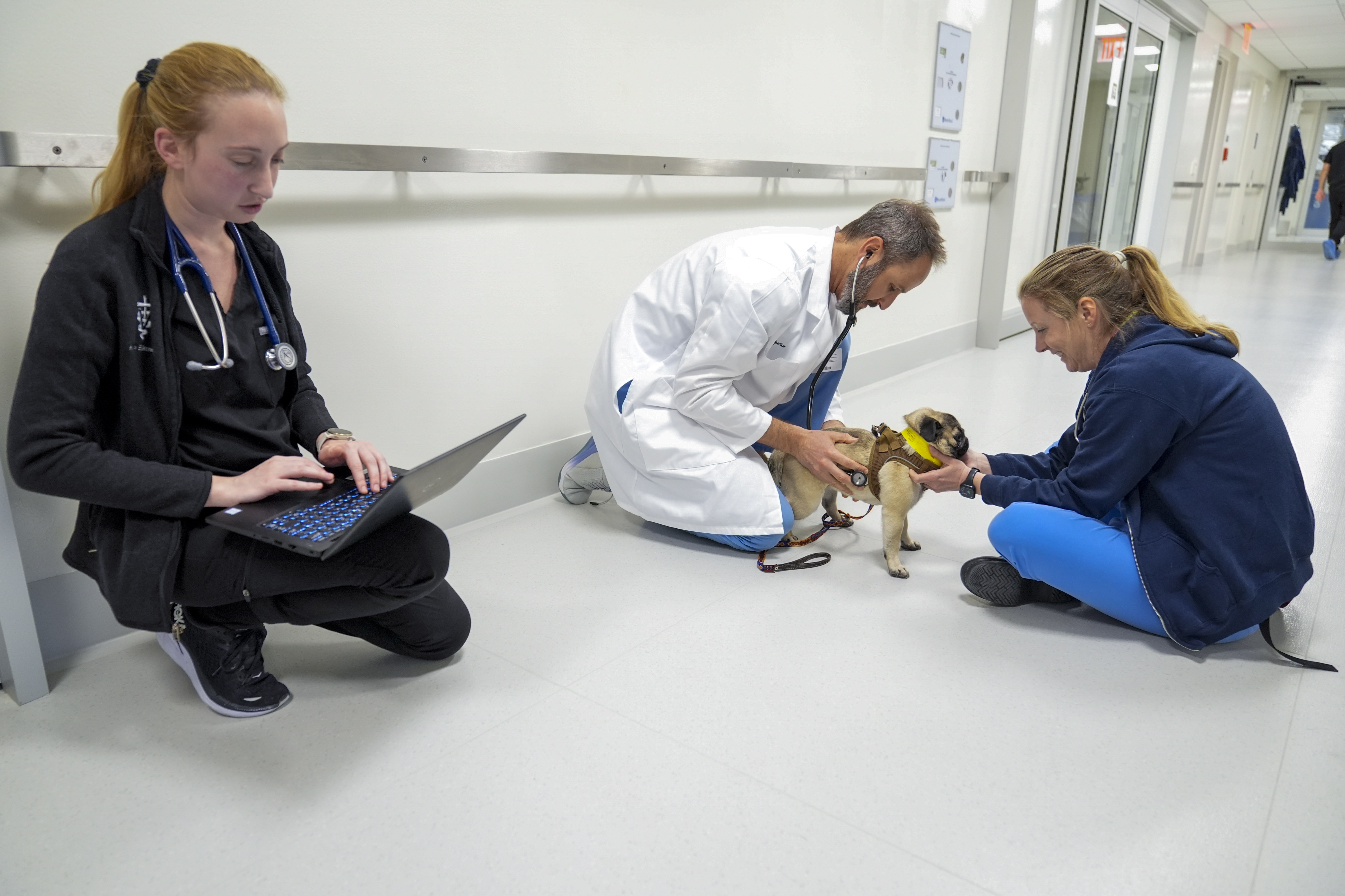 Veterinarian surgeon Dr. Daniel Spector, center, with members of the surgical team Lauren Reeves, right, and Allison Elkowitz examine Tiny, a pug, in the surgery prep room at the Schwarzman Animal Medical Center, Friday, March 8, 2024, in New York.<br />(Mary Altaffer / AP Photo)