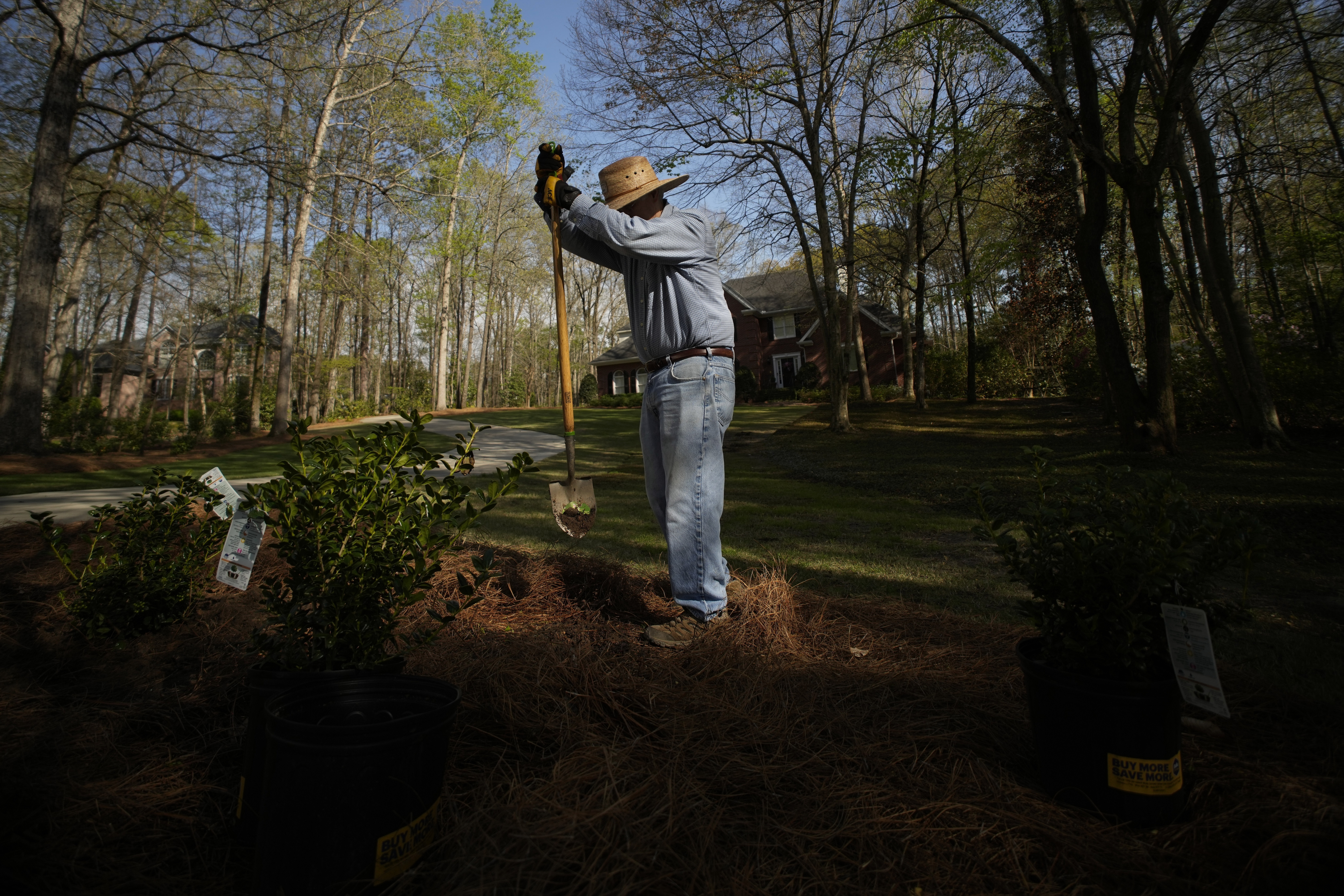 T.J. Rauls plants rosebushes in his yard in Macon, Ga., Wednesday, March 27, 2024. While digging the holes, Rauls unearthed a periodical cicada nymph and named it Bobby.<br />(Carolyn Kaster / AP Photo)