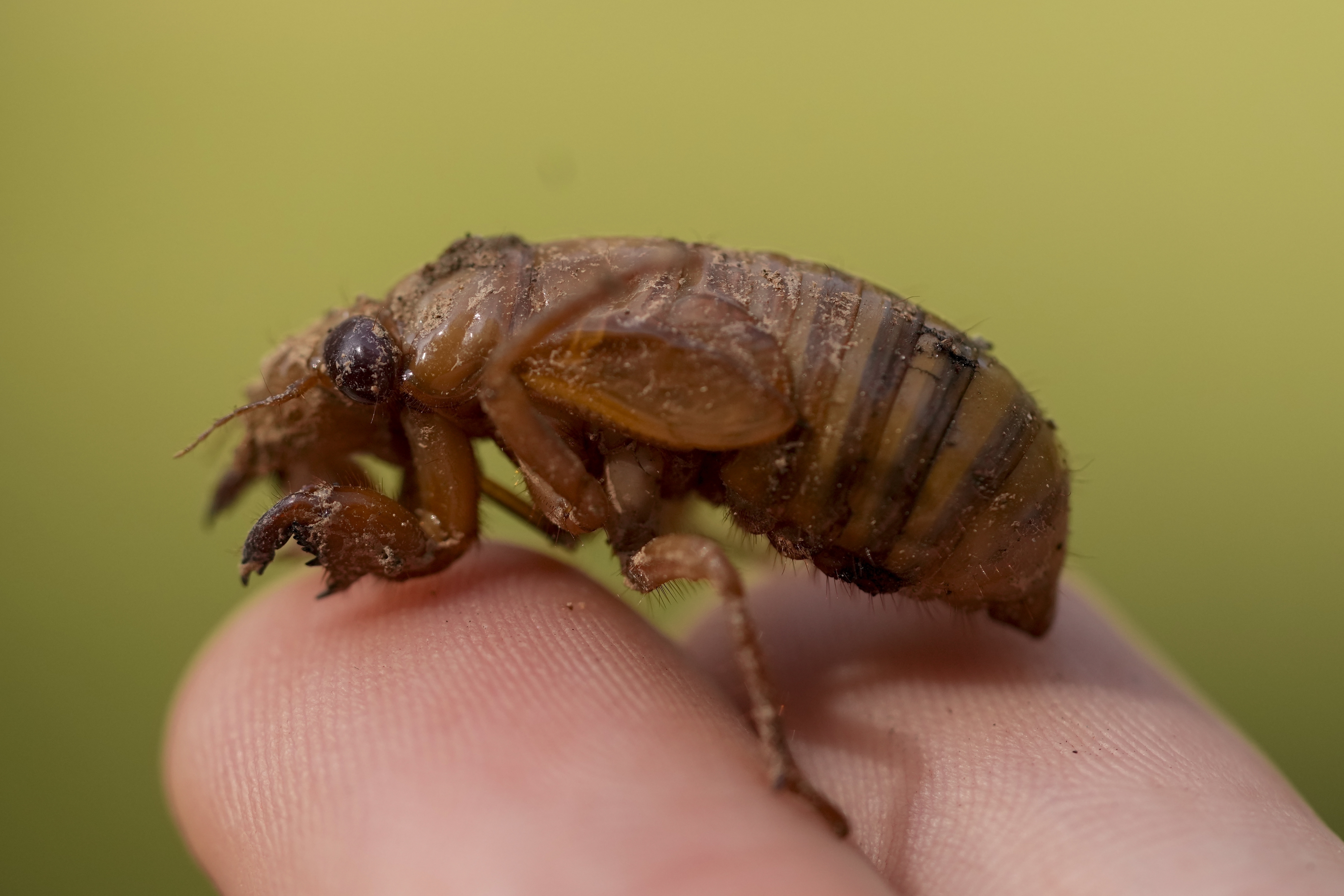 A periodical cicada nymph.<br />(Carolyn Kaster / AP Photo)