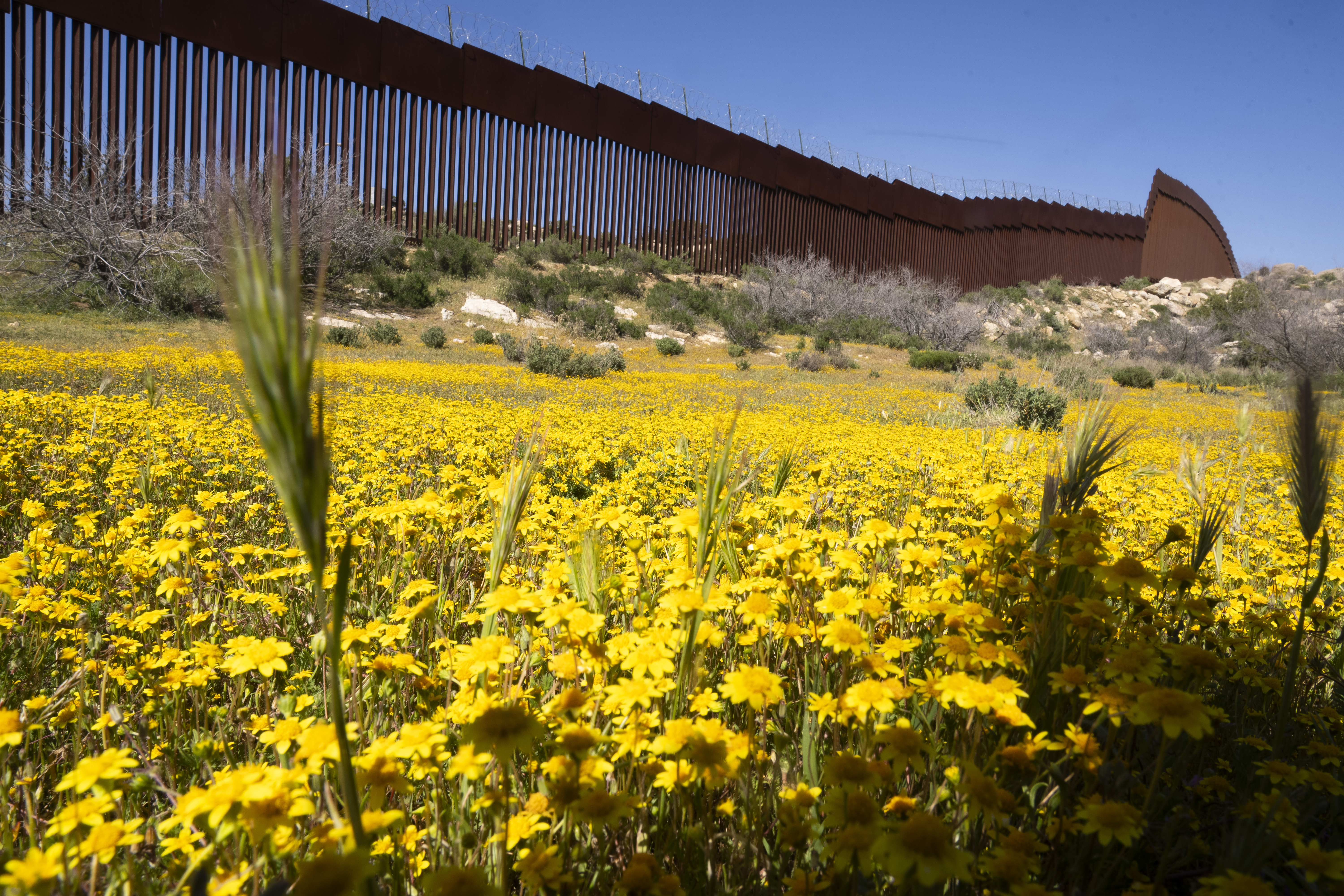 Bright yellow blooms carpet the ground, a sharp contrast to the imposing steel bollards of the border wall topped with rolls of razor wire Friday, April 19, 2024, in the Ejido Jacume in the Tecate Municipality of Baja Calif., Mexico.<br />(Damian Dovarganes / AP Photo)