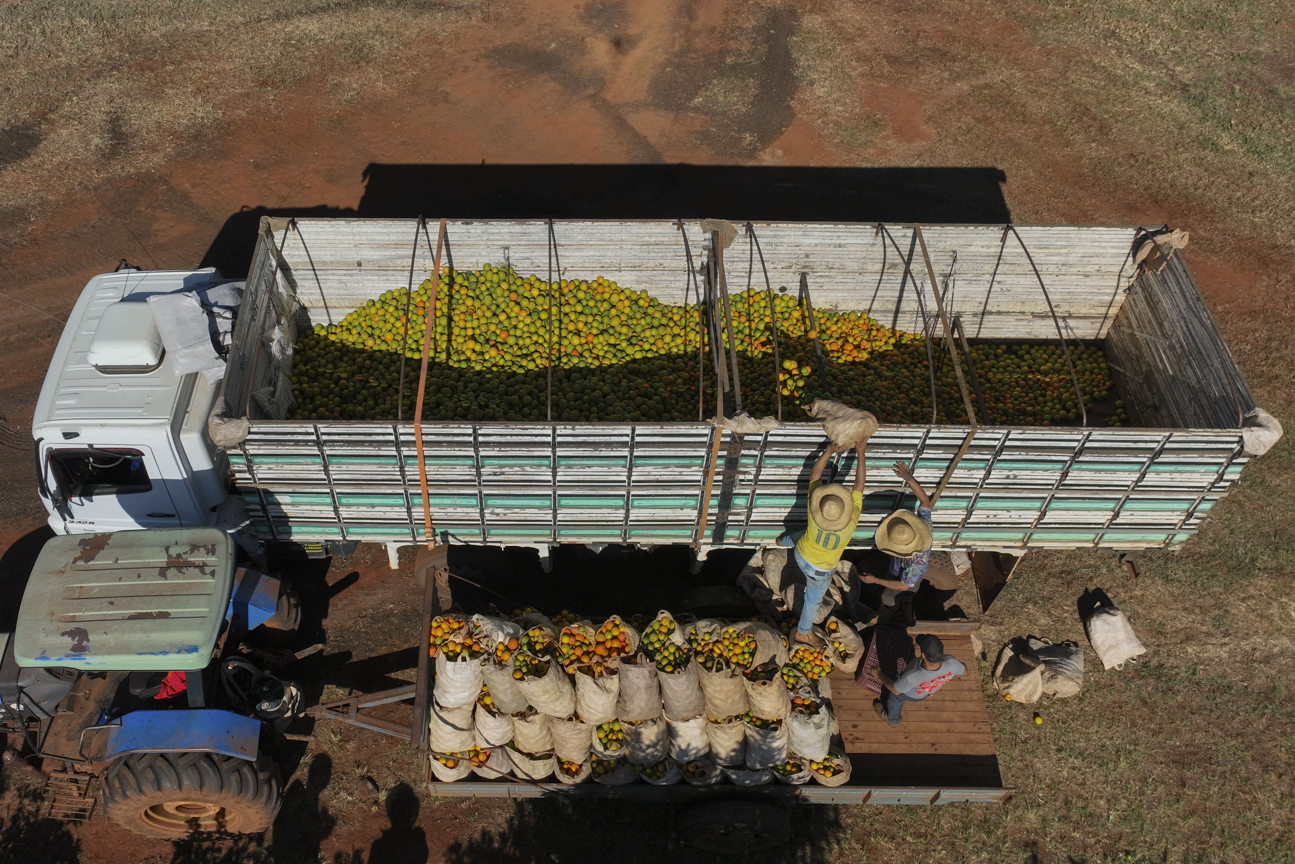 Workers load a truck with recently harvested oranges on a farm in Mogi Guacu, Brazil, Thursday, June 13, 2024. Brazil, the world&#039;s largest exporter of orange juice, has been affected by heatwaves, a lack of rainfall and an increase in citrus greening bacteria.<br />(Andre Penner / AP Photo)