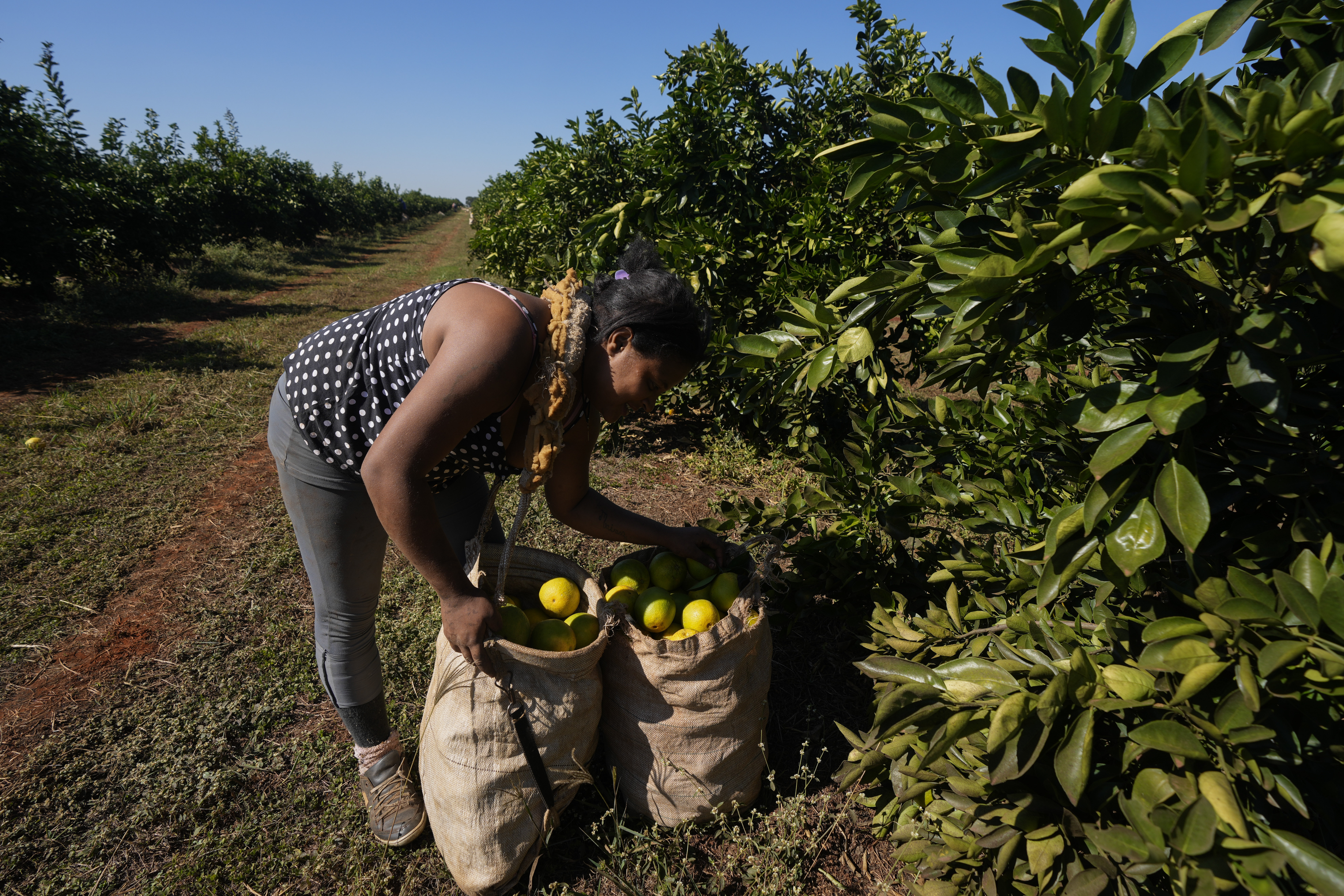 A worker harvests oranges on a farm in Mogi Guacu, Brazil.<br />(Andre Penner / AP Photo)