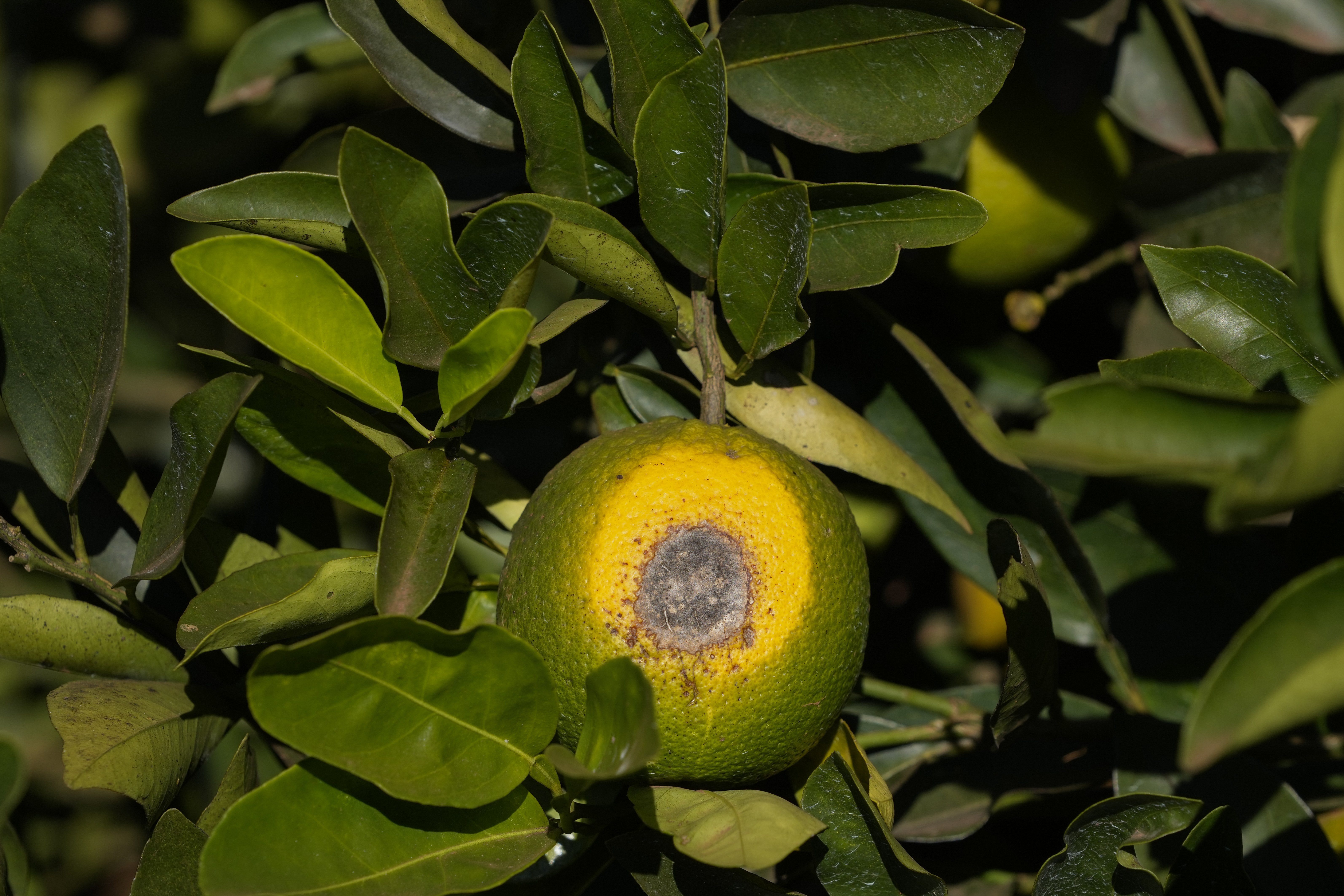 A spoiled orange hangs on a branch in a farm in Mogi Guacu, Brasil.<br /> (Andre Penner / AP Photo)