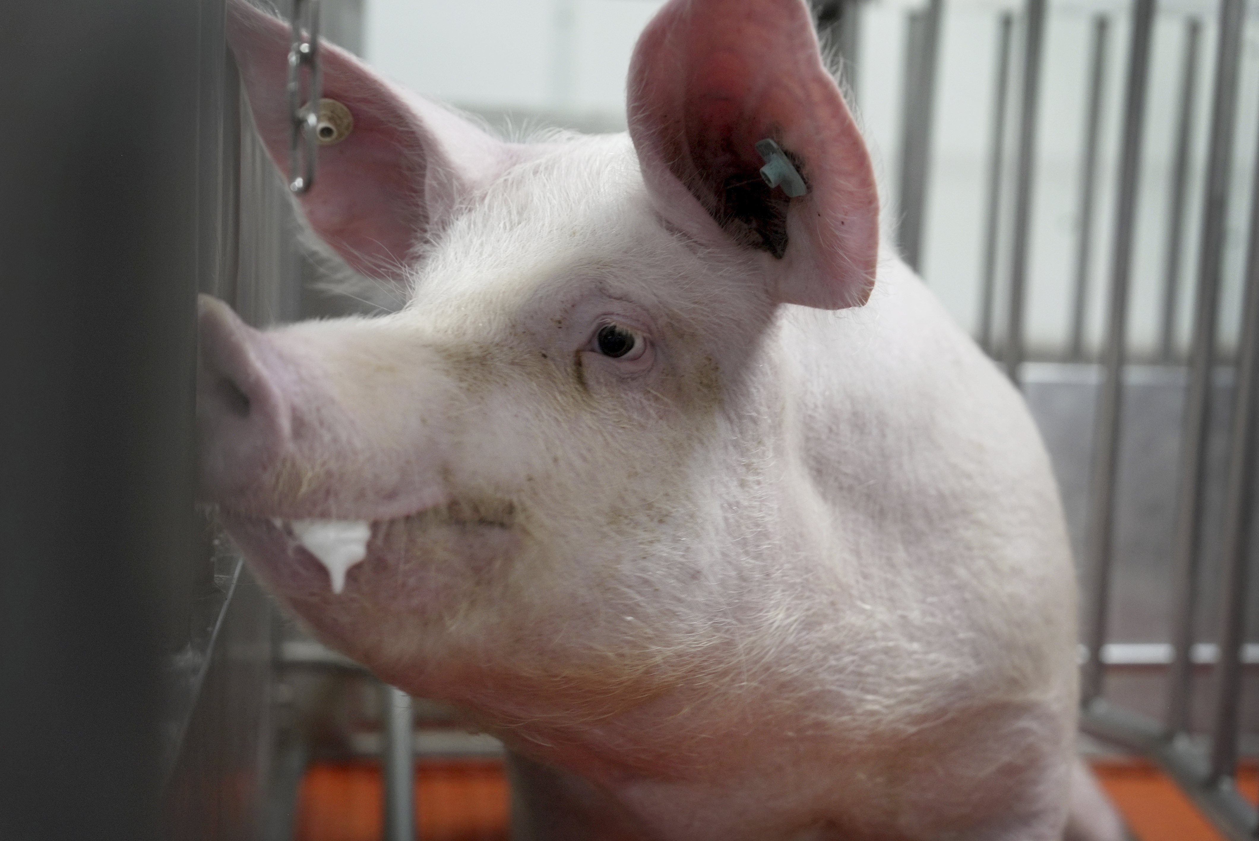 A pig stands in a pen at the Revivicor research farm near Blacksburg, Va., on May 29, 2024, where organs are retrieved for animal-to-human transplant experiments.<br />(Shelby Lum / AP Photo)