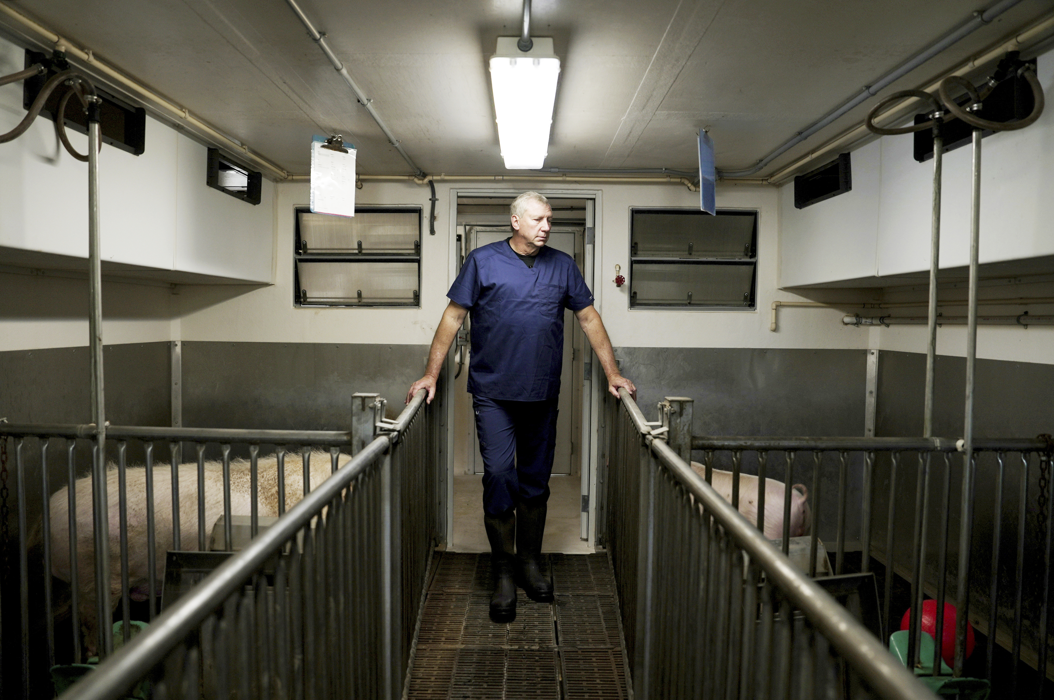 David Ayares, president and chief scientific officer of Revivicor, looks at pigs at the company&#039;s research farm near Blacksburg, Va., on May 29, 2024.<br />(Shelby Lum / AP Photo)