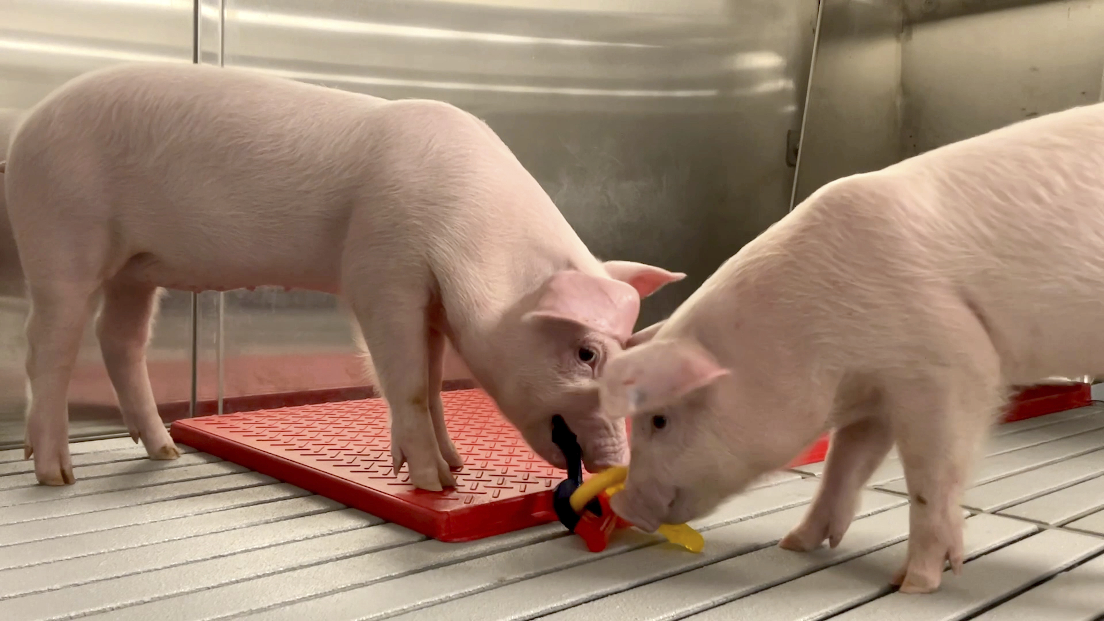 In this photo provided by the United Therapeutics Corporation, genetically modified pigs stand inside the protective barrier at the company&#039;s designated pathogen-free facility in Christiansburg, Va., in May 2024. These pigs will eventually supply organs for clinical trials.<br />(United Therapeutics Corporation via AP)