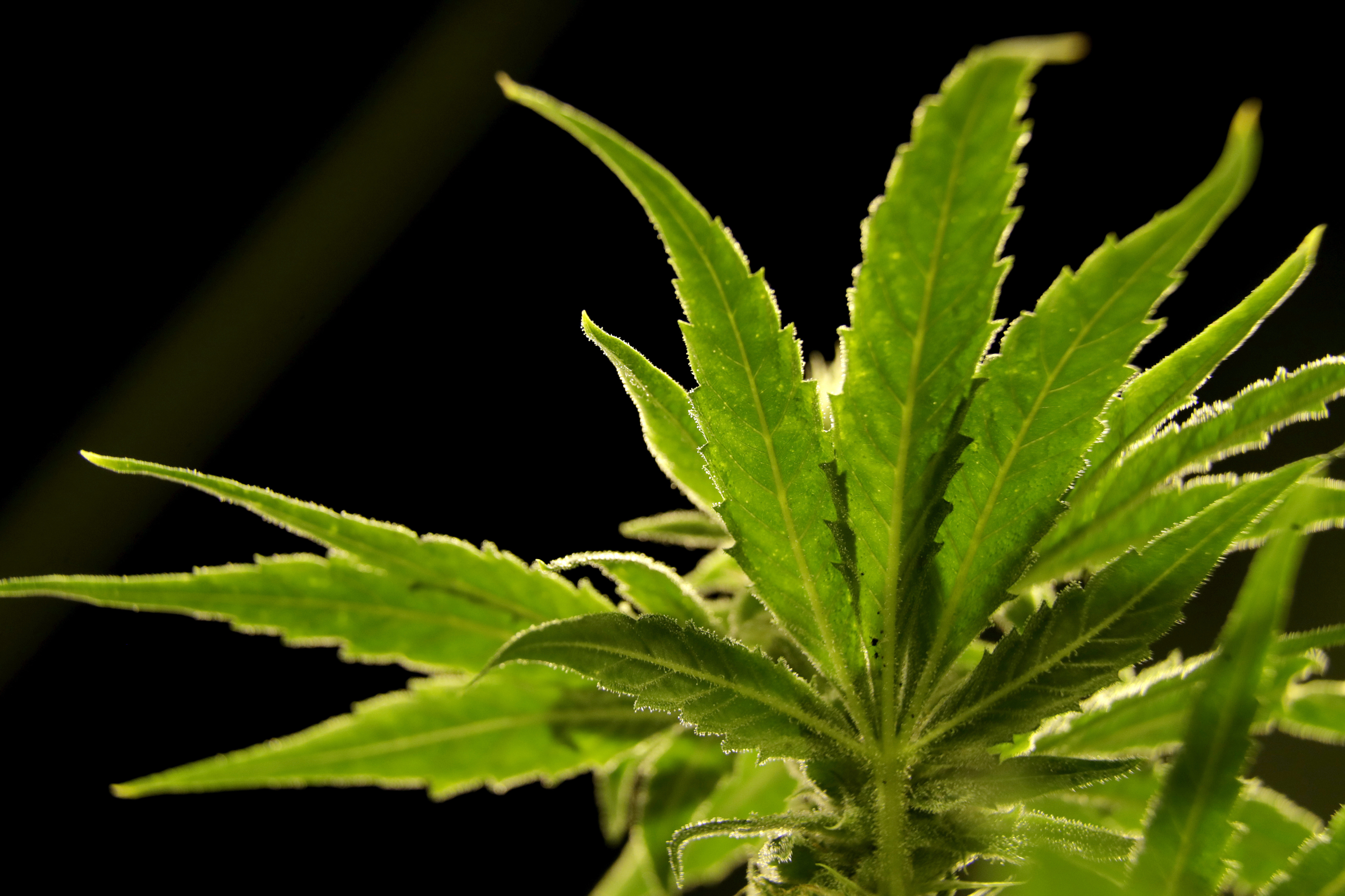 A marijuana plant is visible at a medical marijuana dispensary in Egg Harbor Township, N.J., March 22, 2019.<br /> (Julio Cortez / AP Photo)